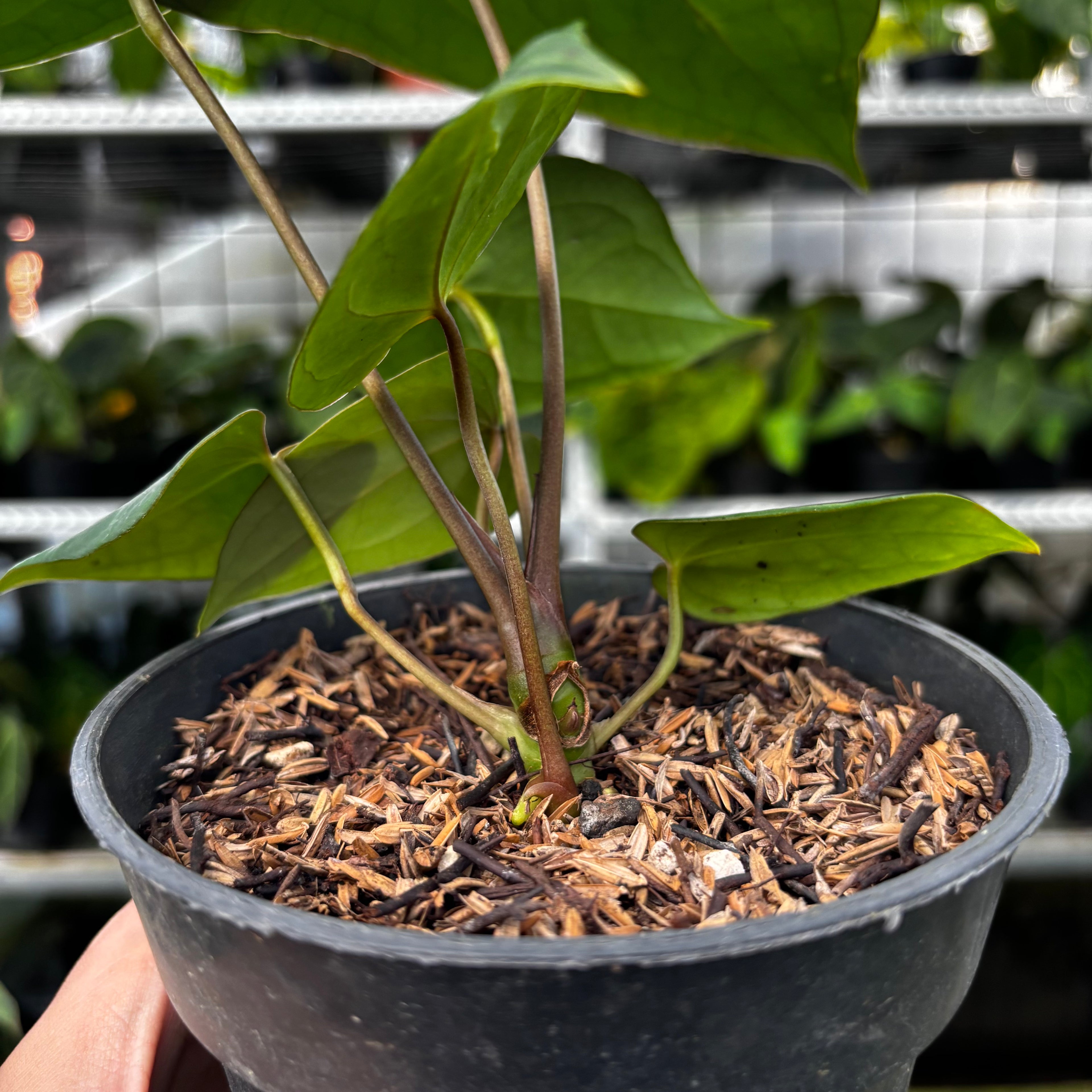 RP09-8 Anthurium Papillilaminum x Portilae