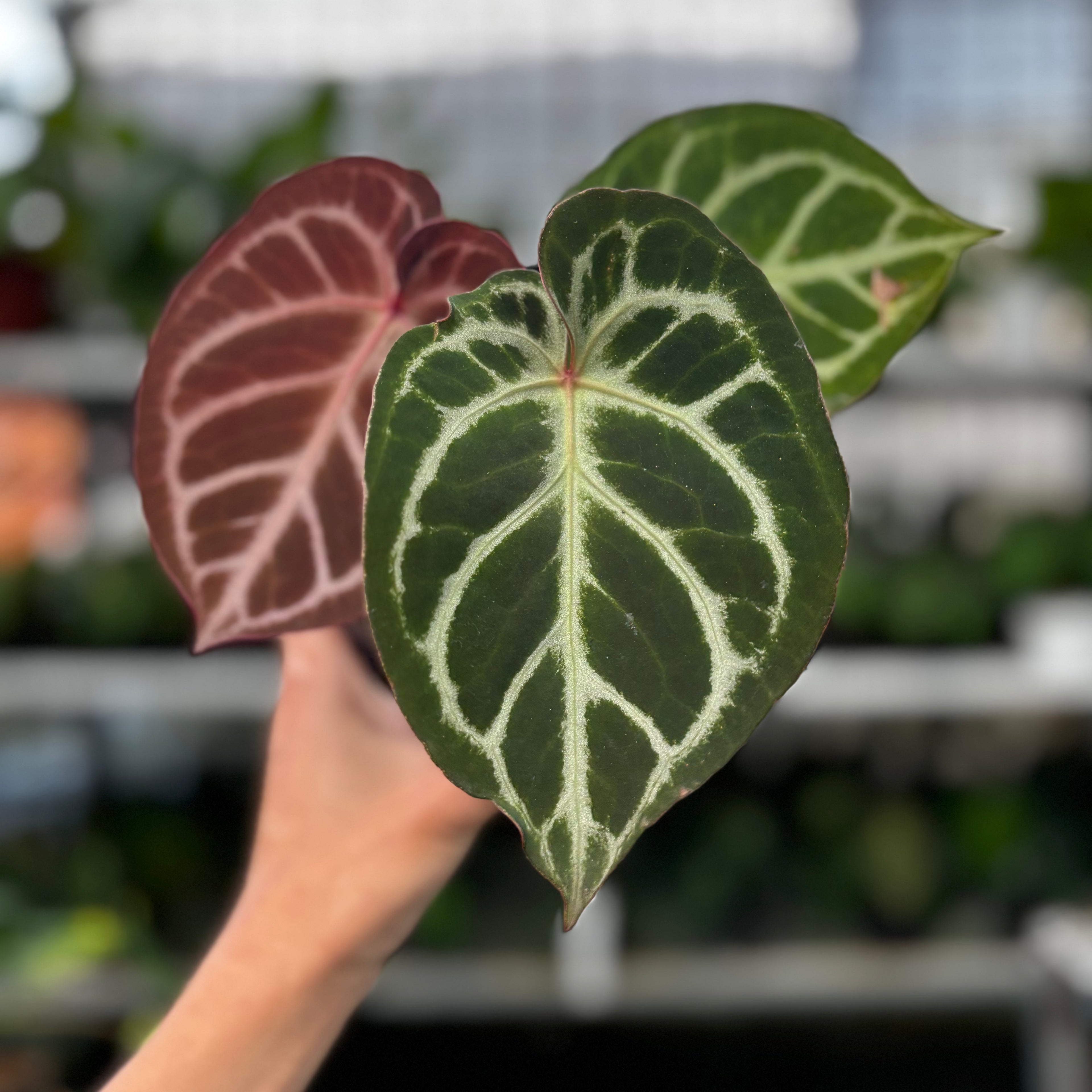 RP10-8 Anthurium Red Crystalinum Hybrid