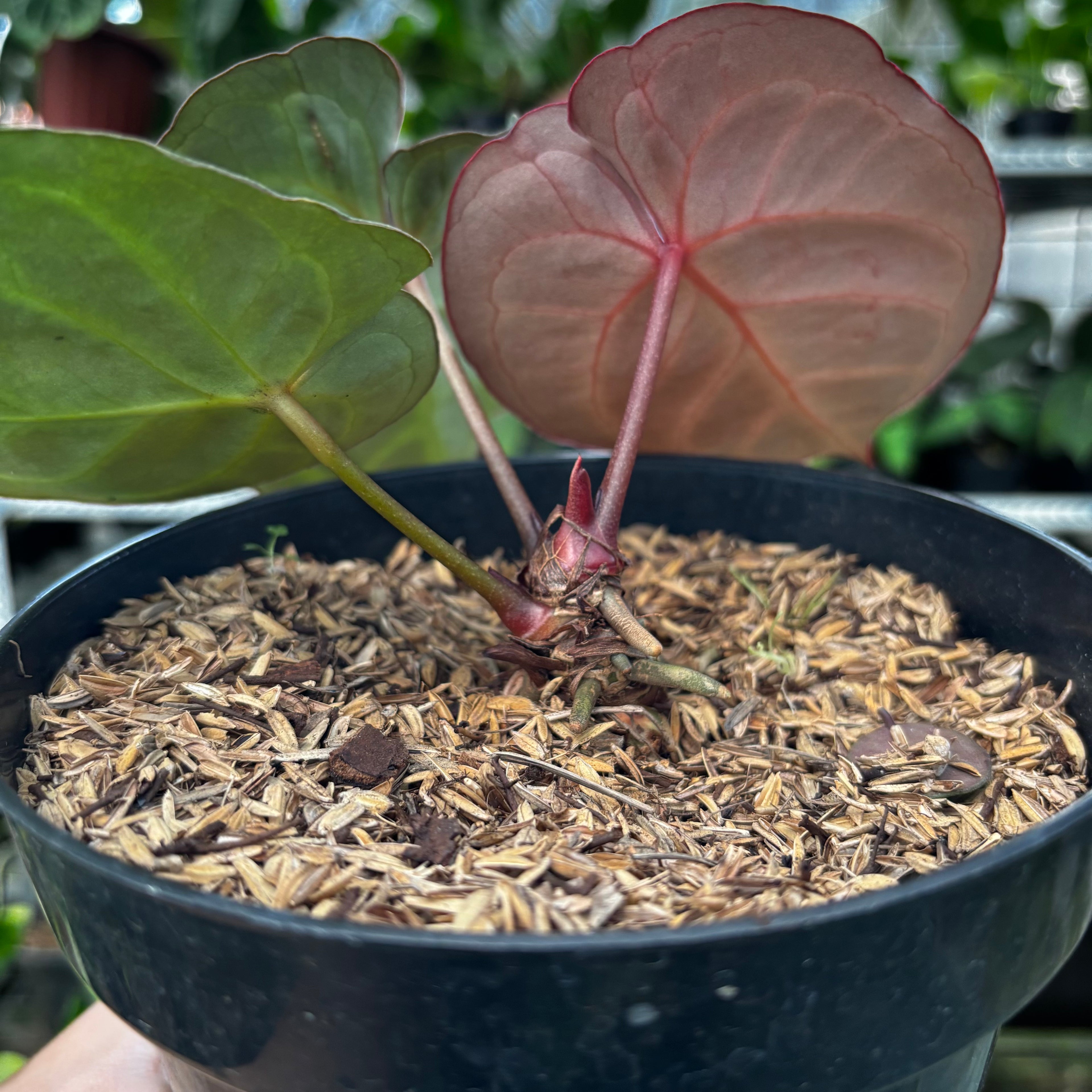 RP10-8 Anthurium Red Crystalinum Hybrid