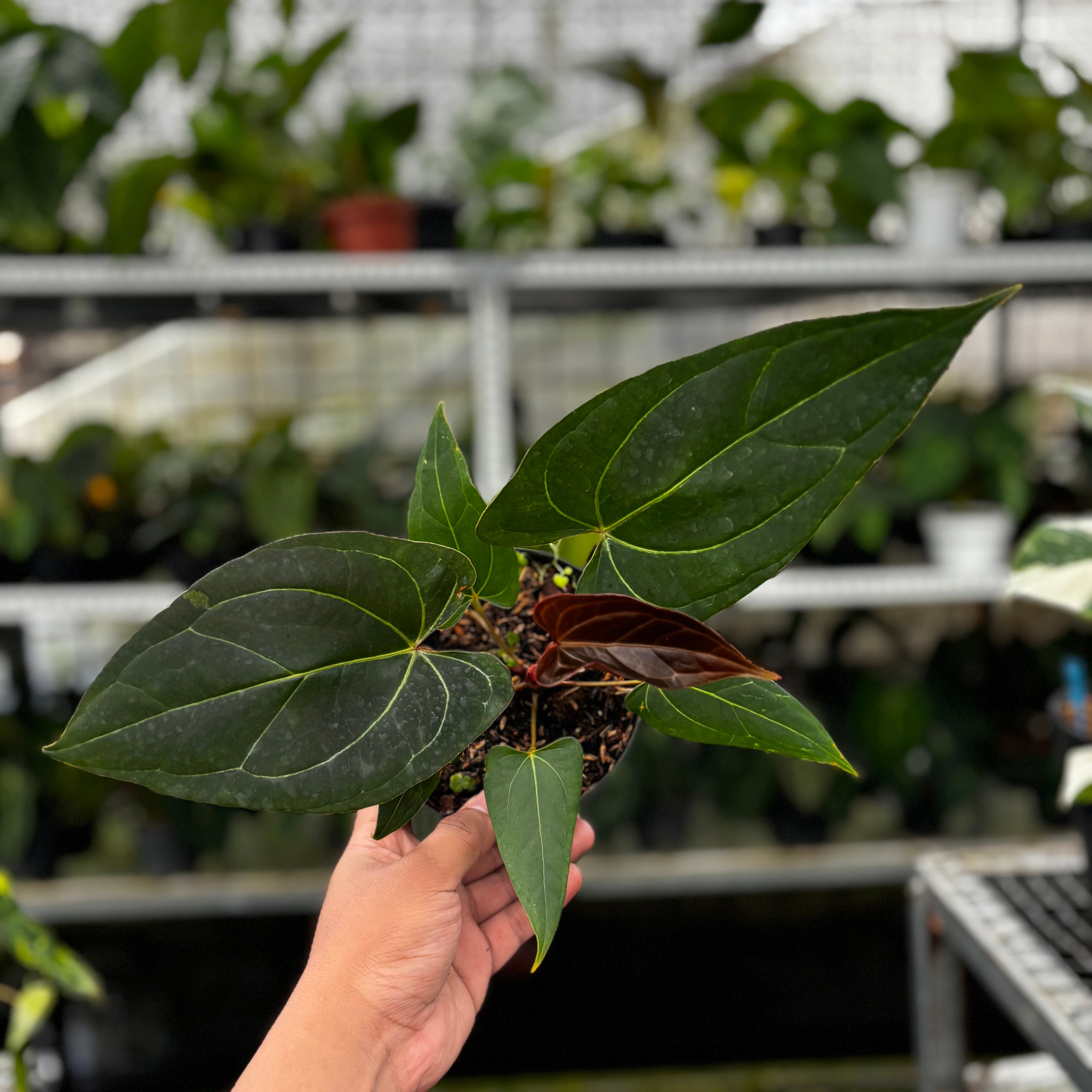 RP11-8 Anthurium Papillilaminum x Portilae