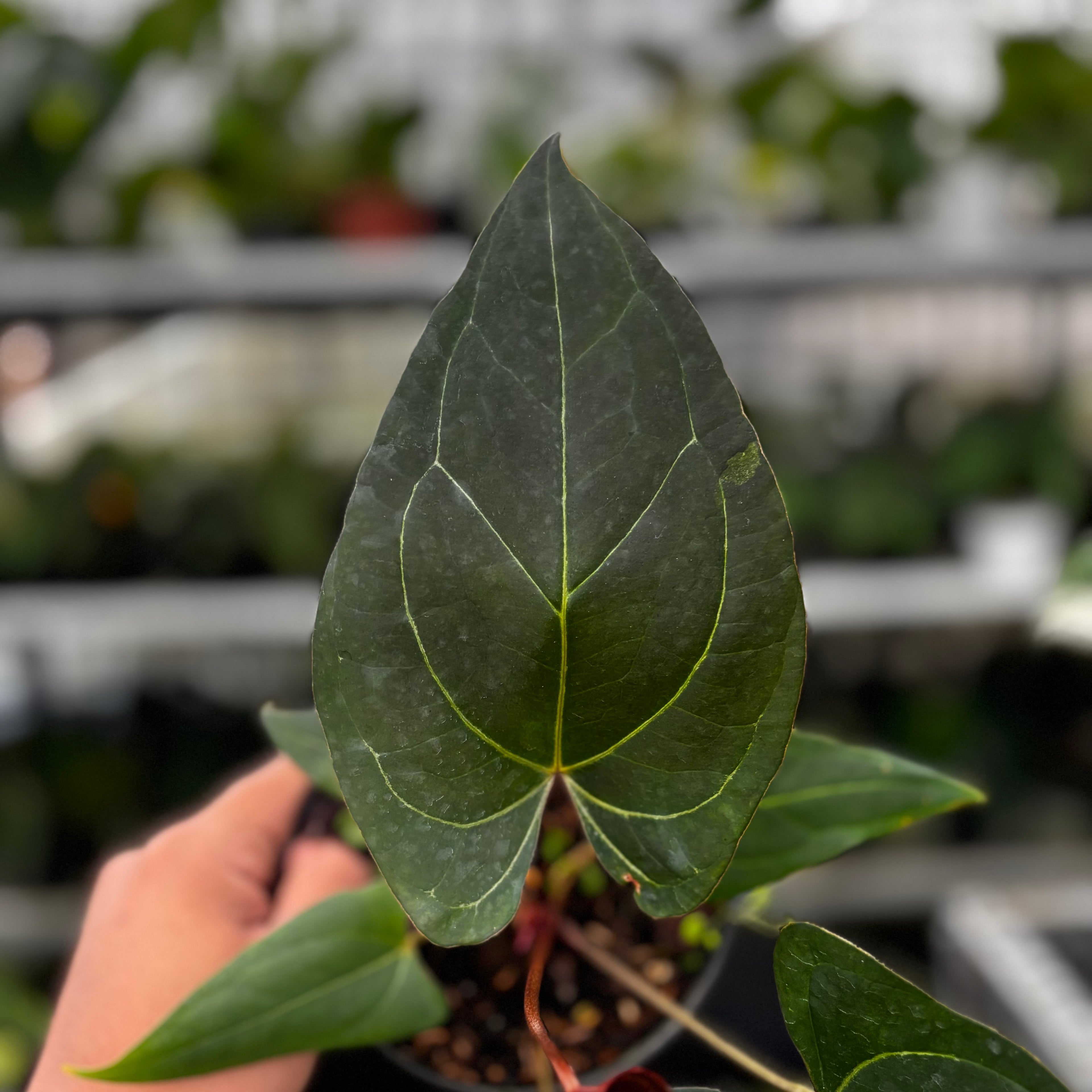 RP11-8 Anthurium Papillilaminum x Portilae