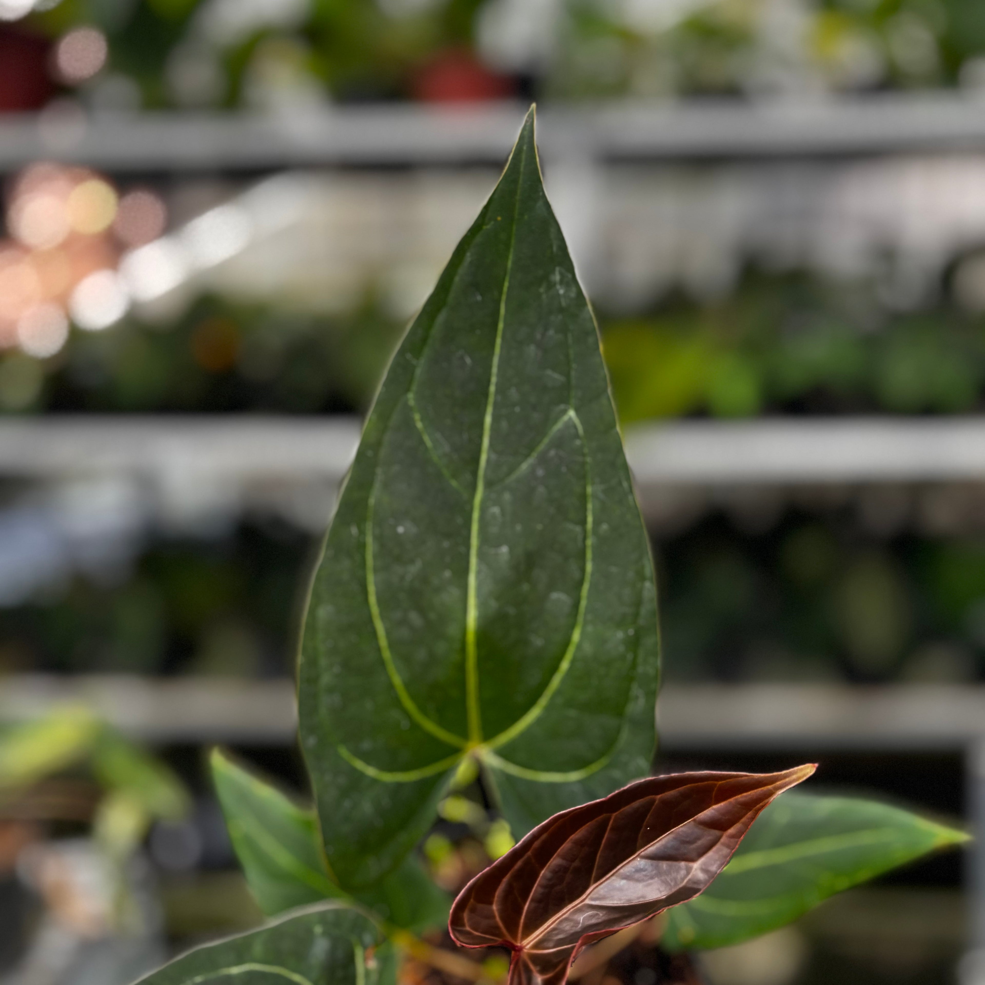 RP11-8 Anthurium Papillilaminum x Portilae