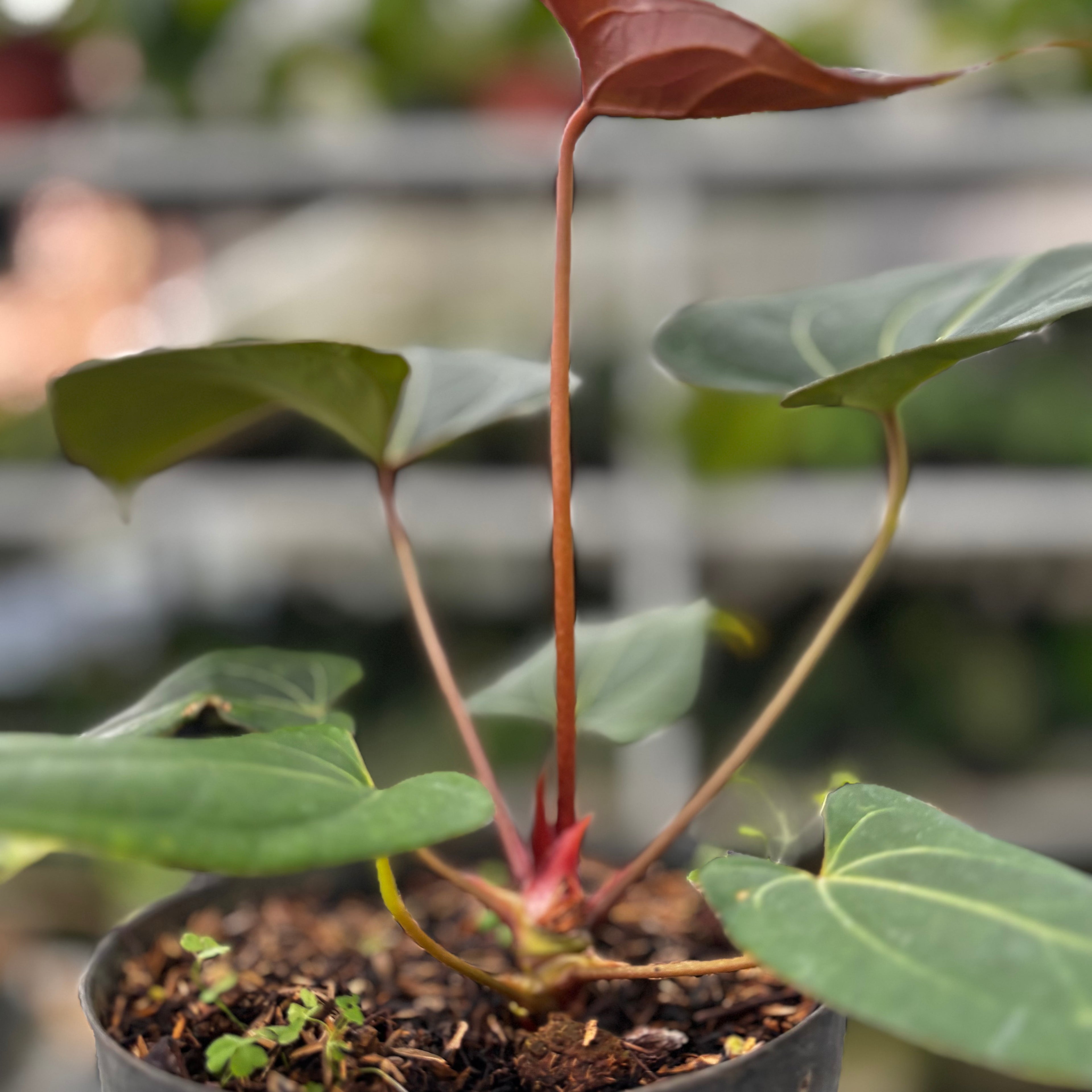 RP11-8 Anthurium Papillilaminum x Portilae