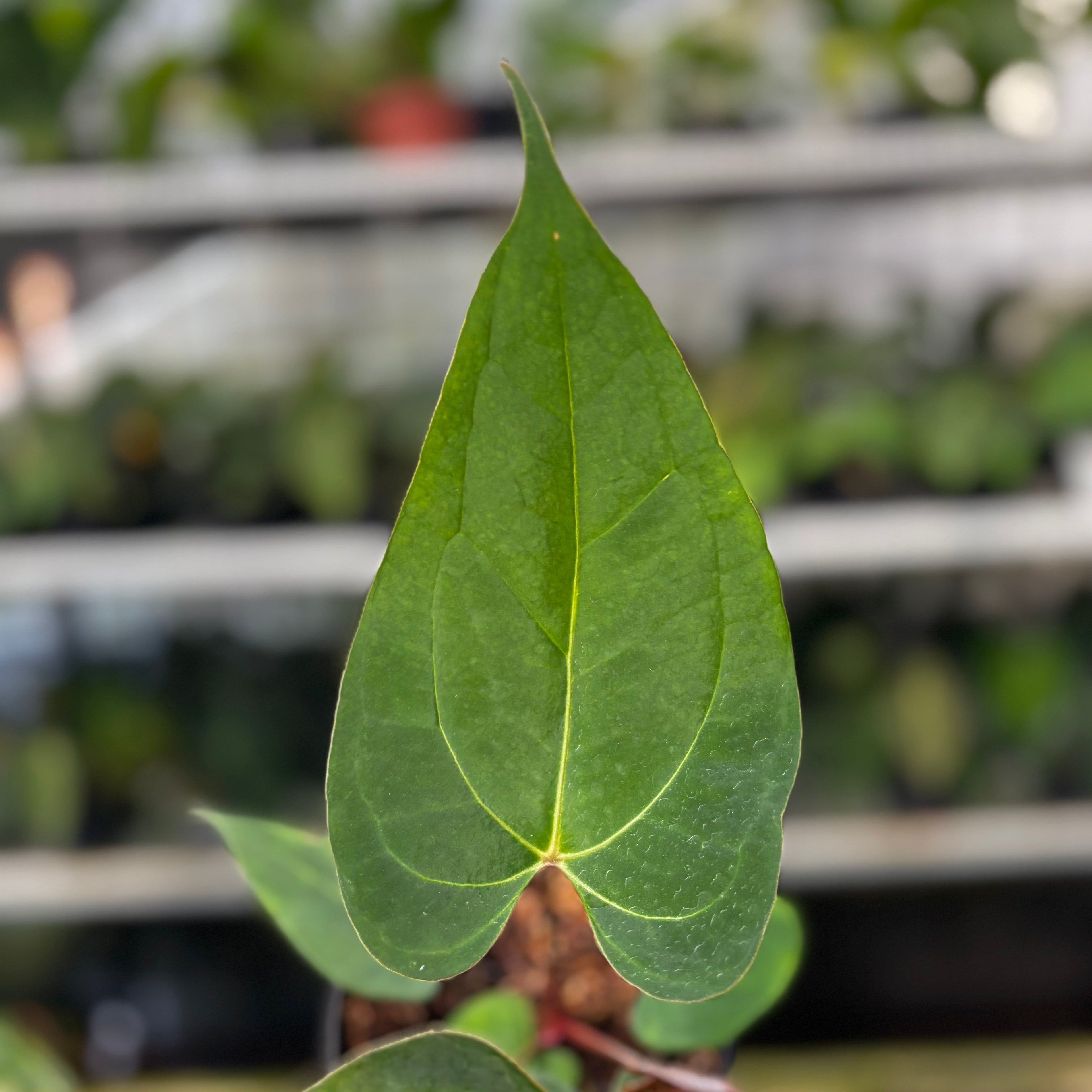 RP12-8 Anthurium Papillilaminum x Portilae