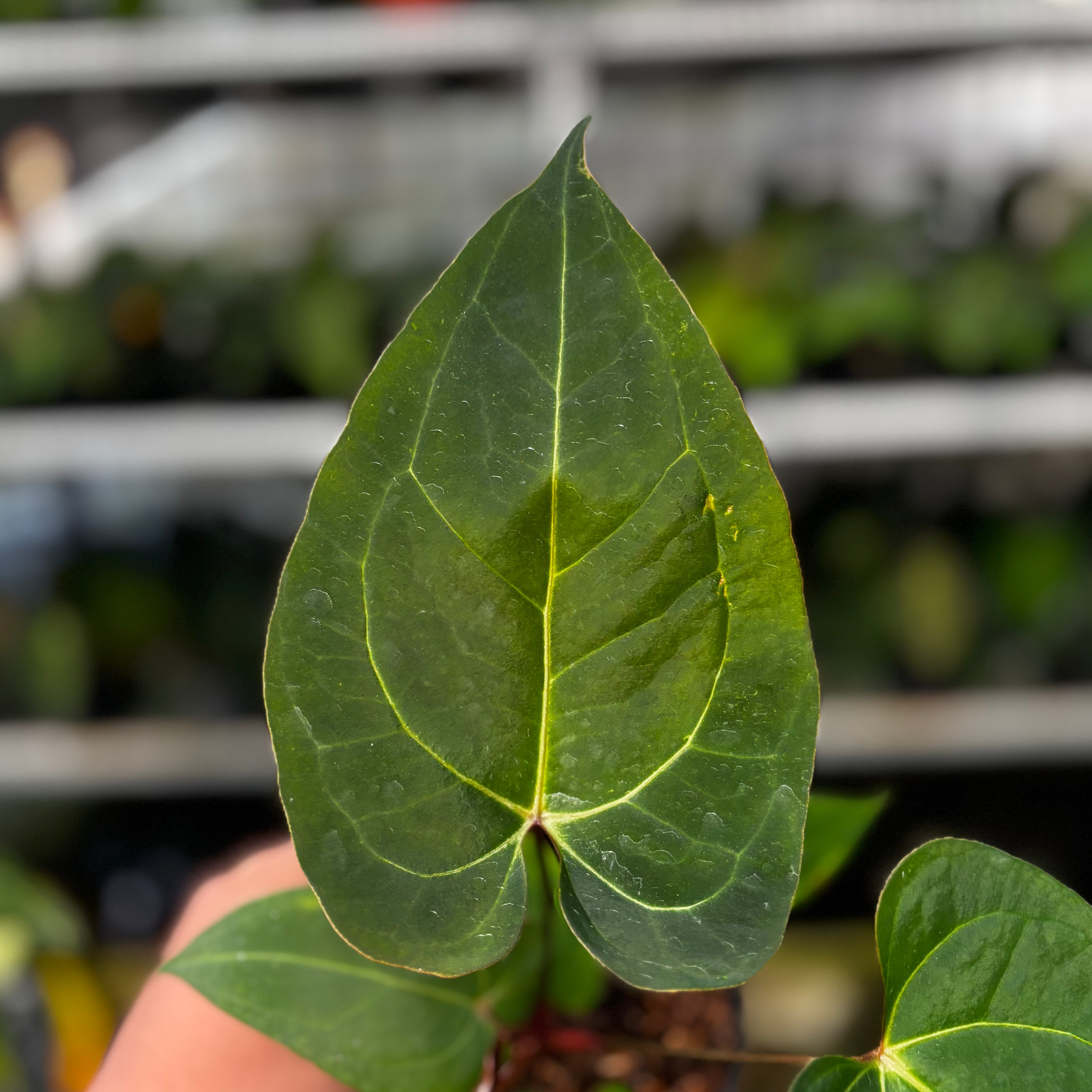 RP12-8 Anthurium Papillilaminum x Portilae