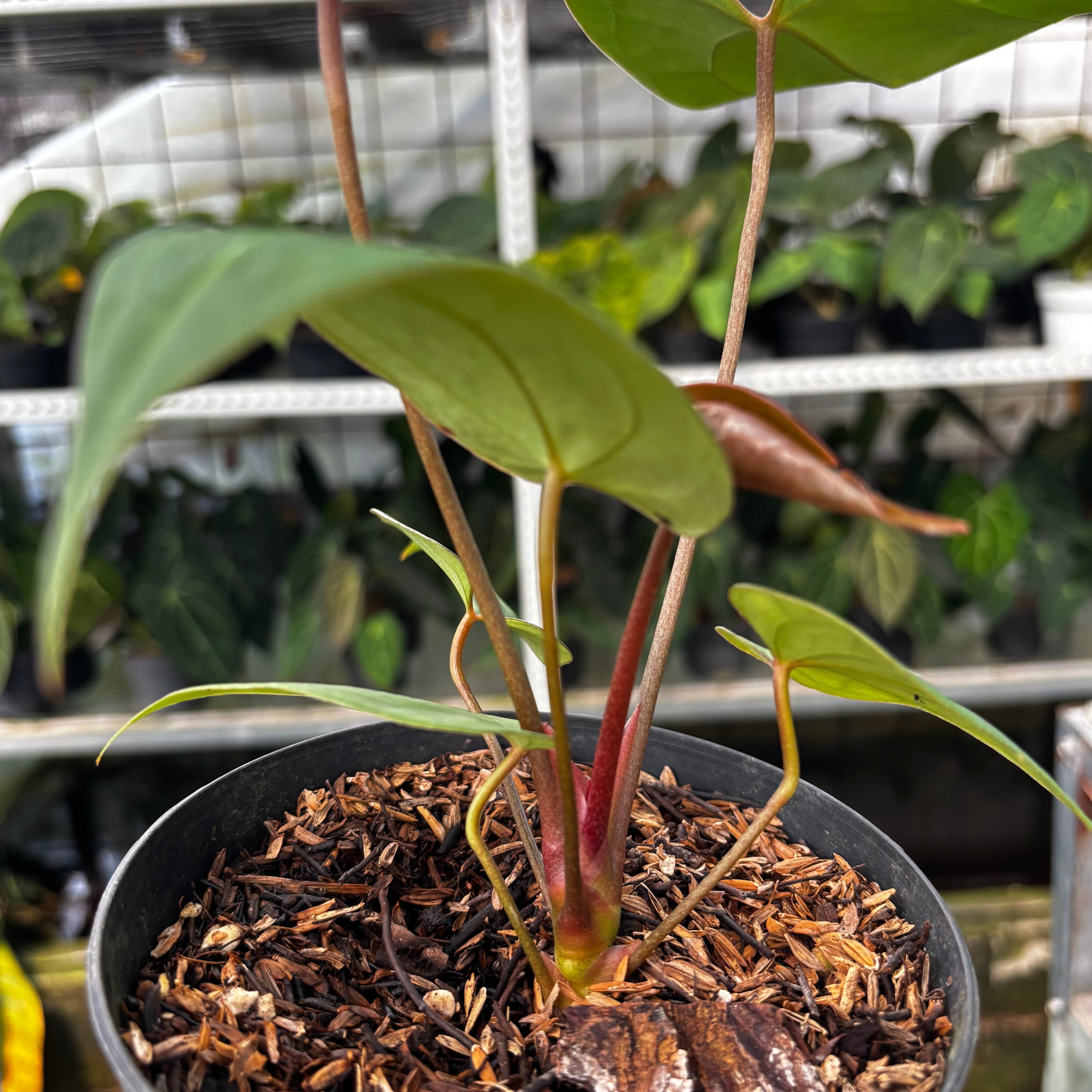 RP12-8 Anthurium Papillilaminum x Portilae