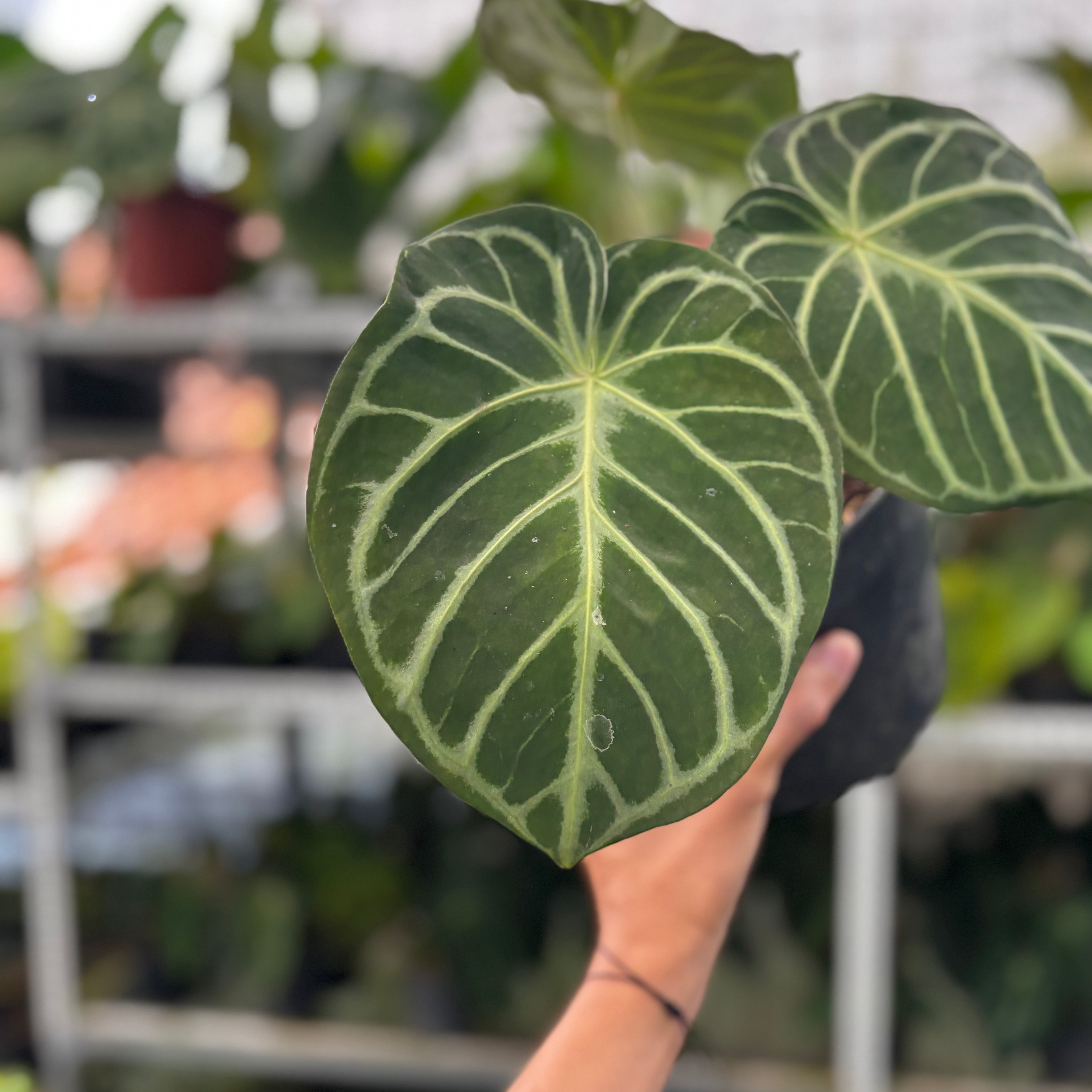 RP13-8 Anthurium Dorayaki Hybrid