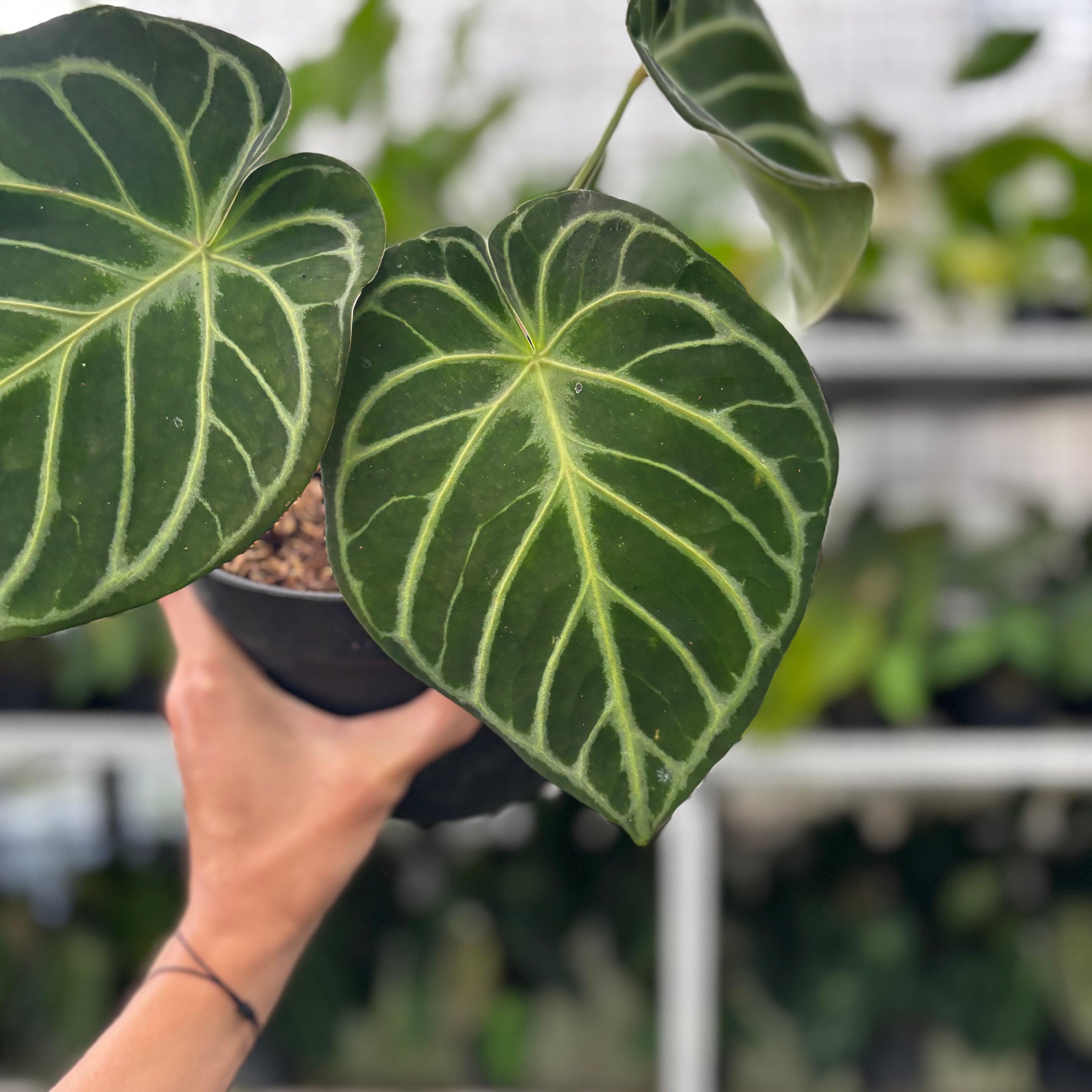 RP13-8 Anthurium Dorayaki Hybrid