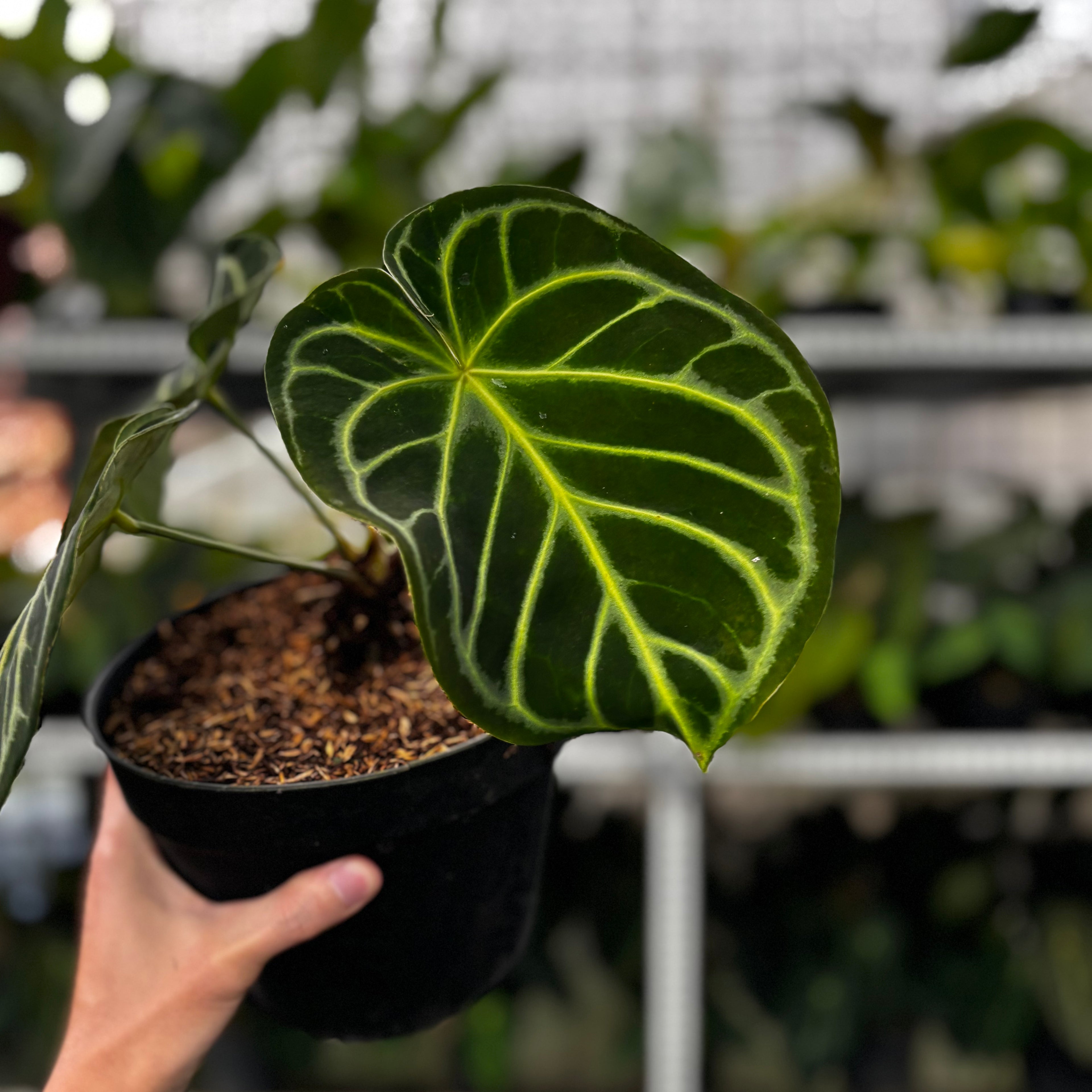 RP13-8 Anthurium Dorayaki Hybrid