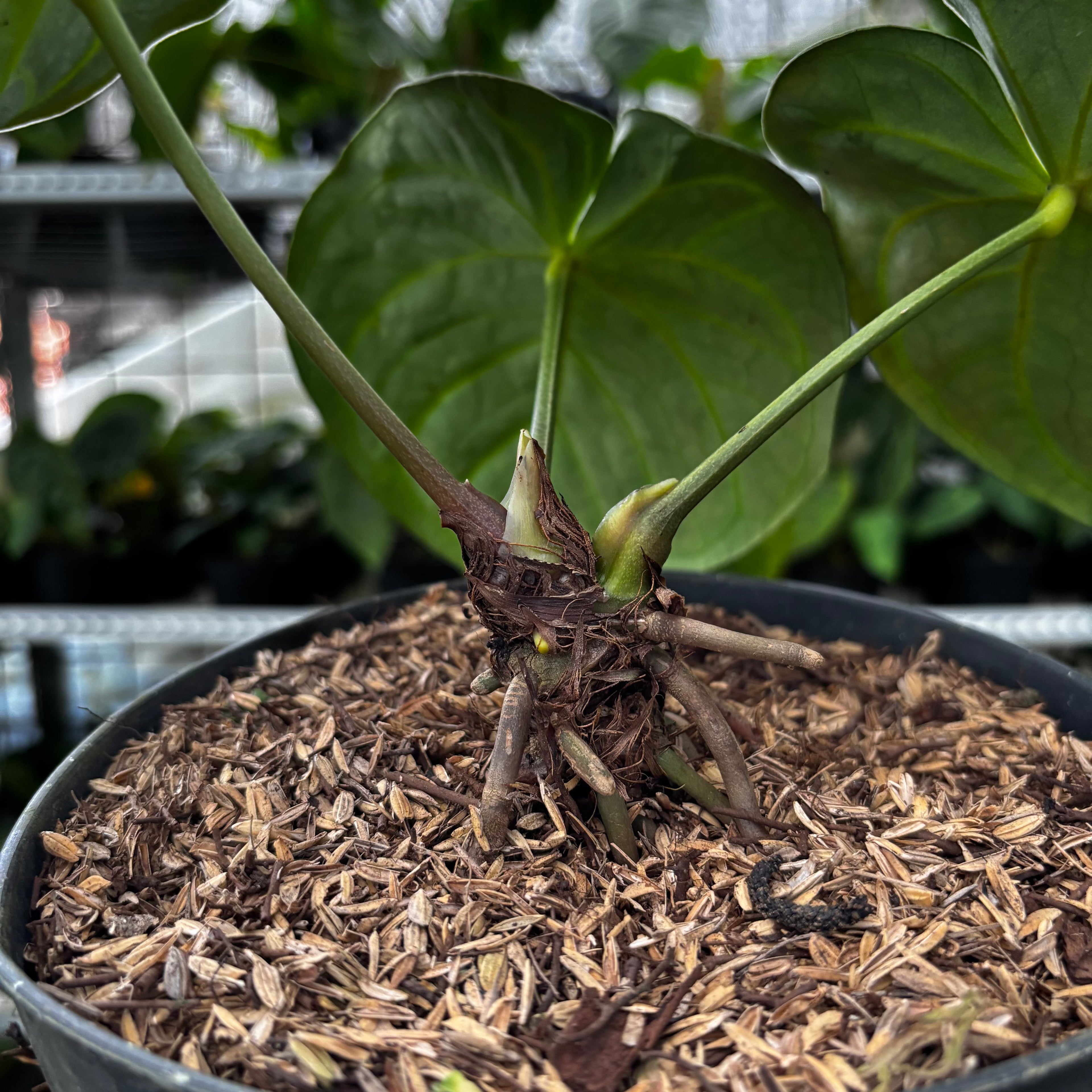 RP13-8 Anthurium Dorayaki Hybrid