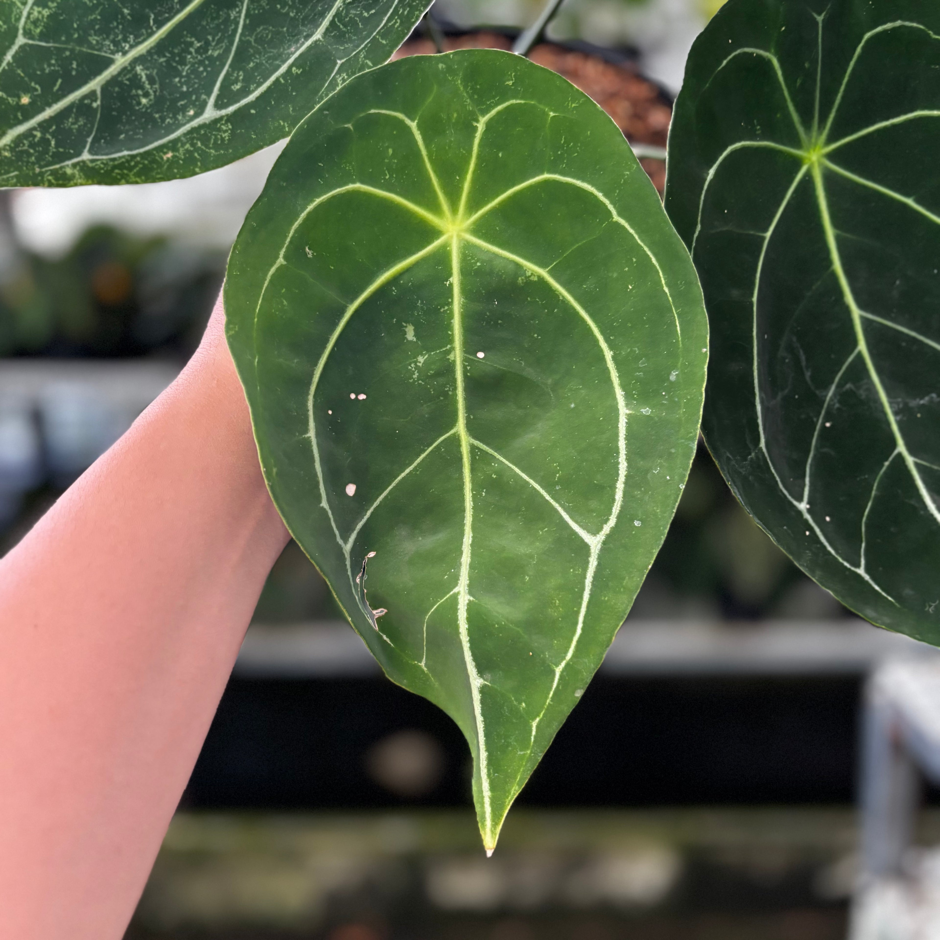 RP15-8 Anthurium Forgetii Hybrid