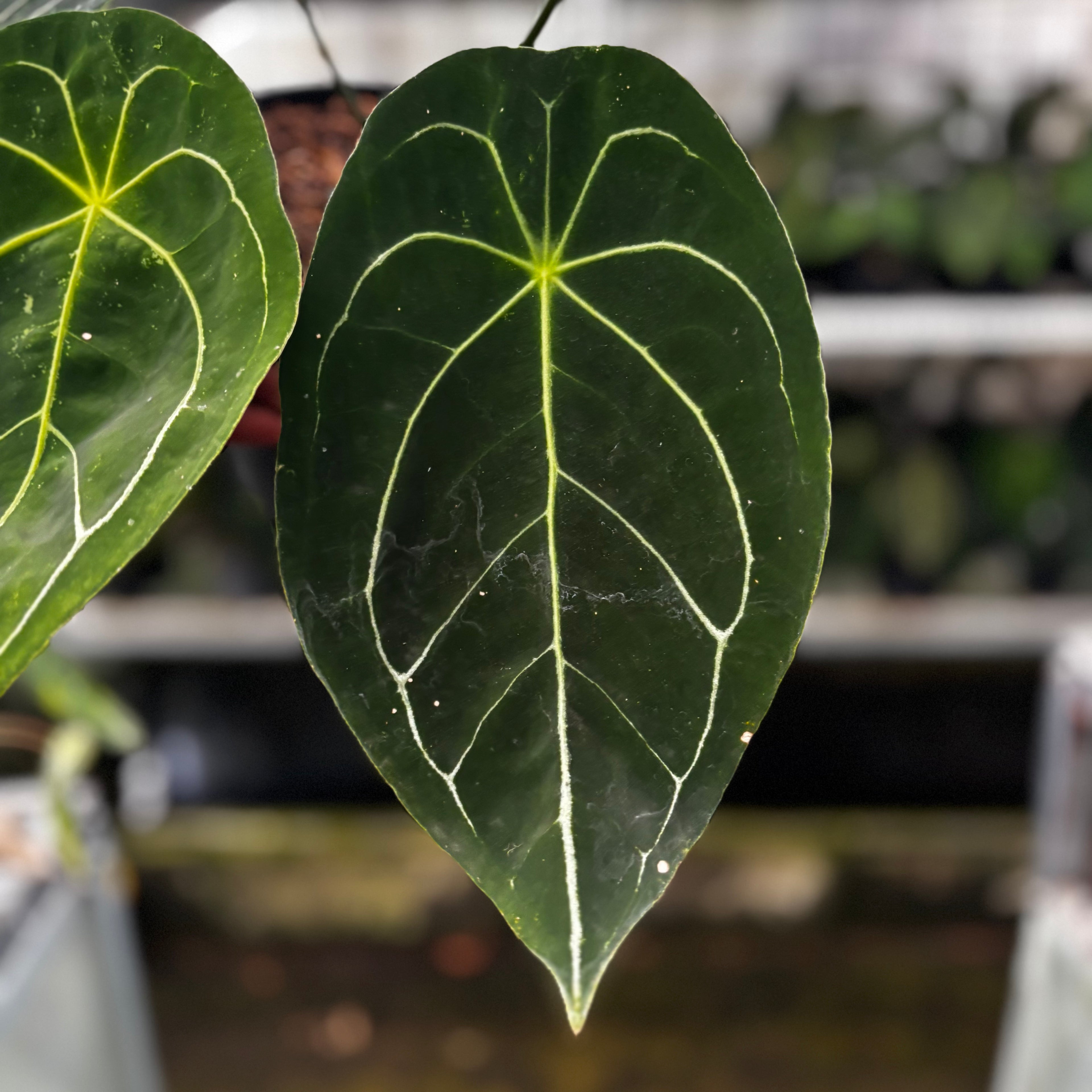 RP15-8 Anthurium Forgetii Hybrid