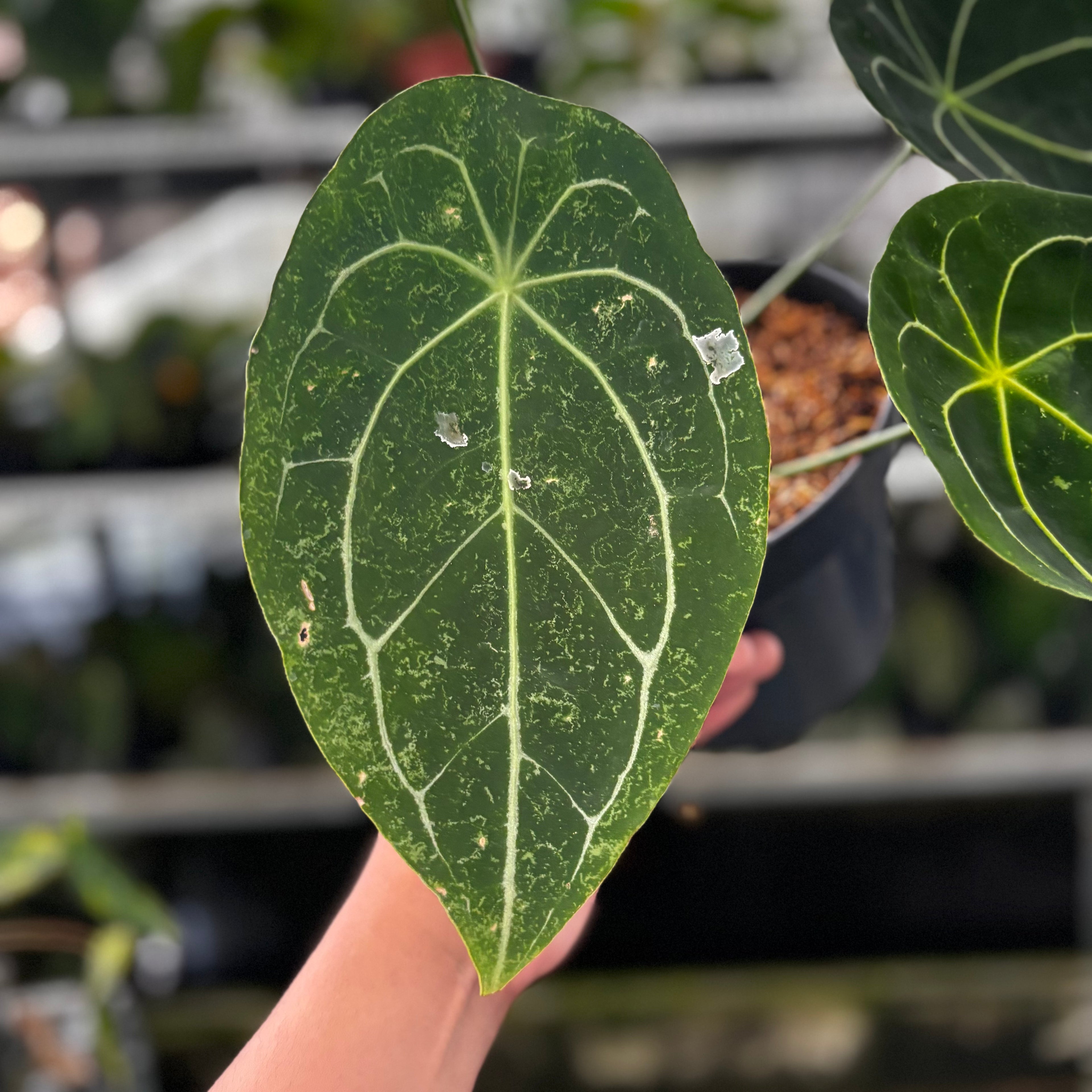 RP15-8 Anthurium Forgetii Hybrid