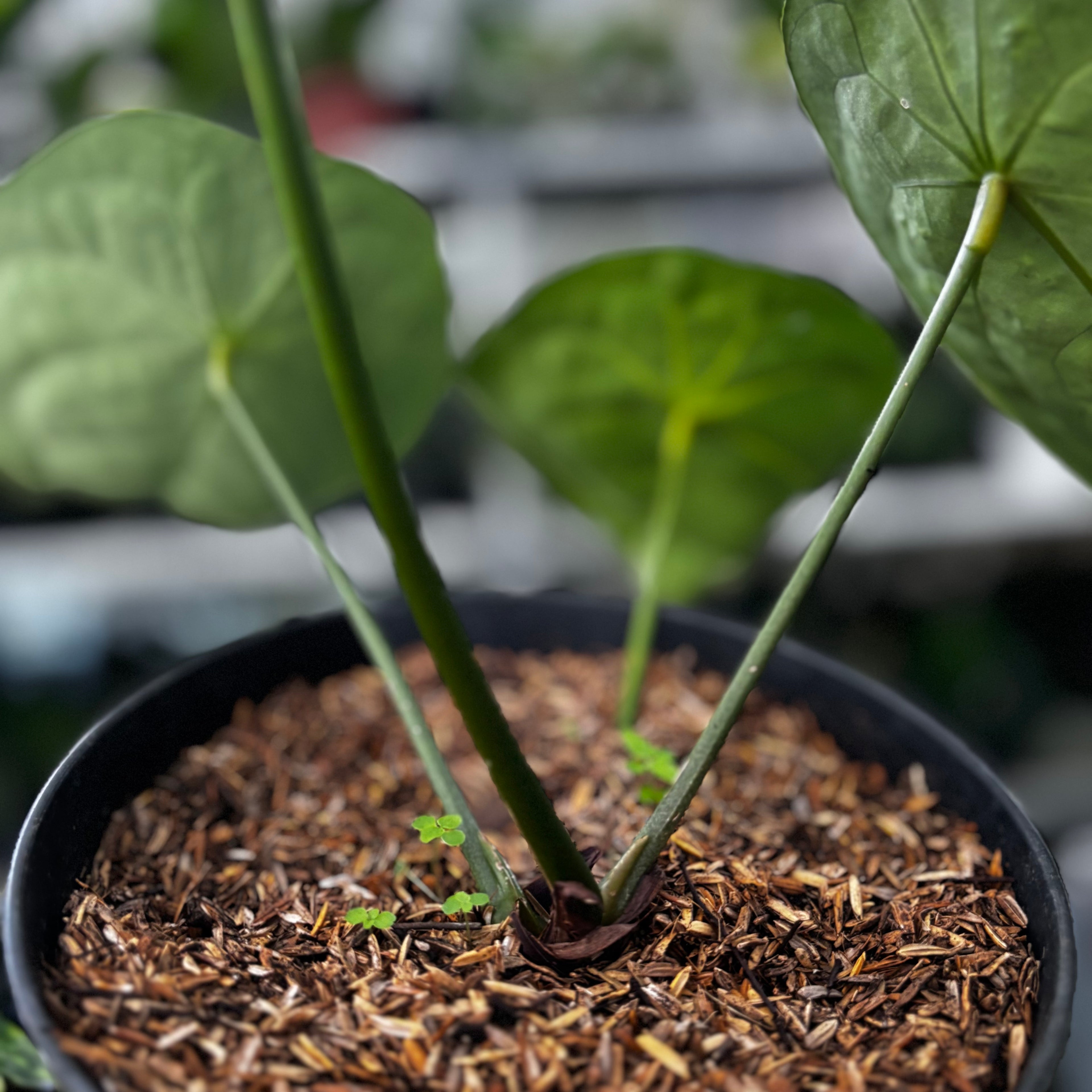 RP15-8 Anthurium Forgetii Hybrid