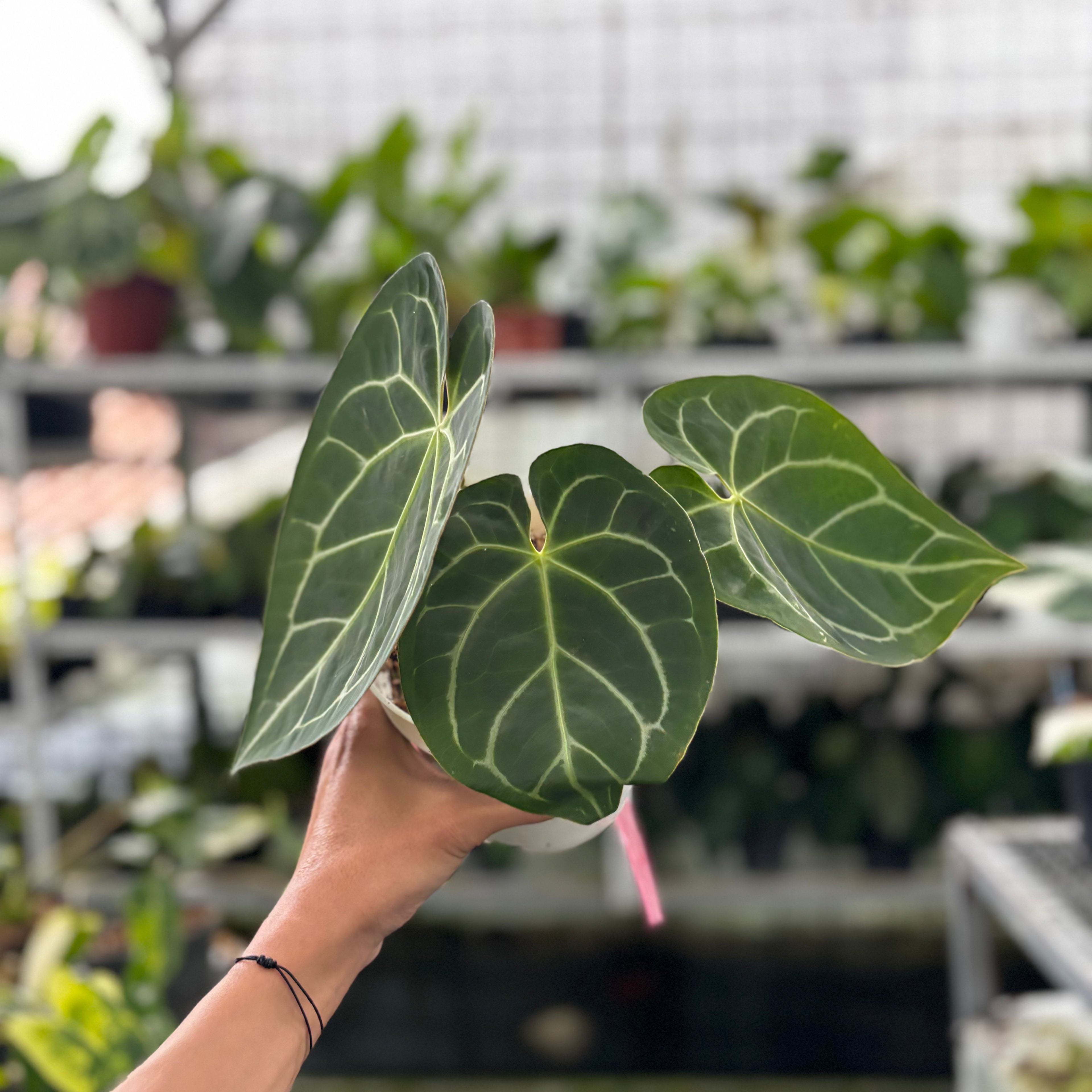 RP20-9 Anthurium Magnificum Hybrid selected