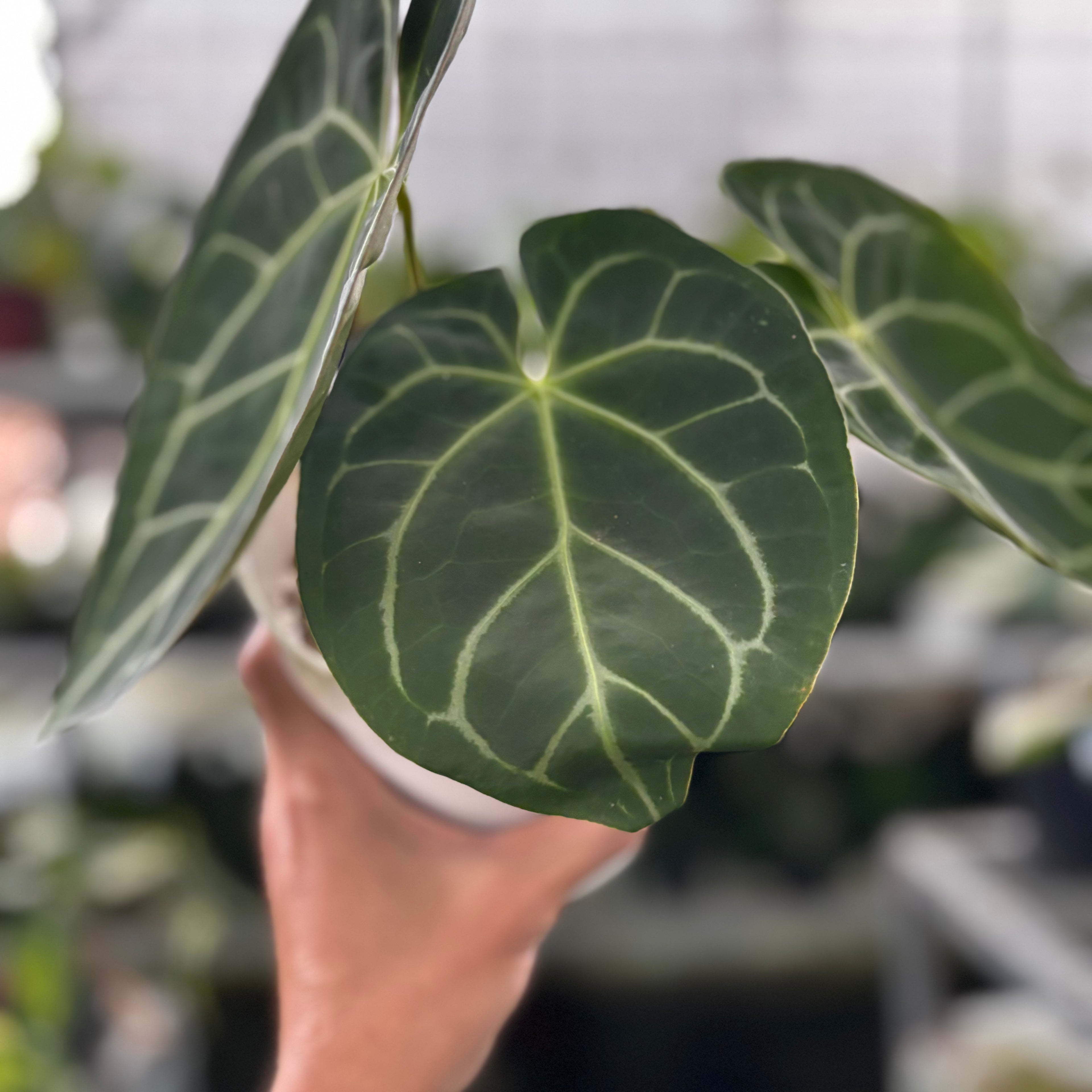 RP20-9 Anthurium Magnificum Hybrid selected