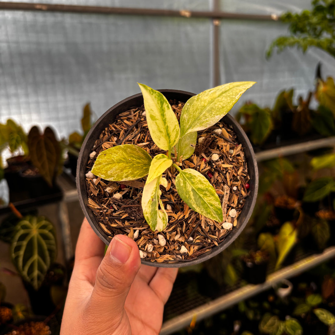 RP34-8 Anthurium Vittarifolium Variegated