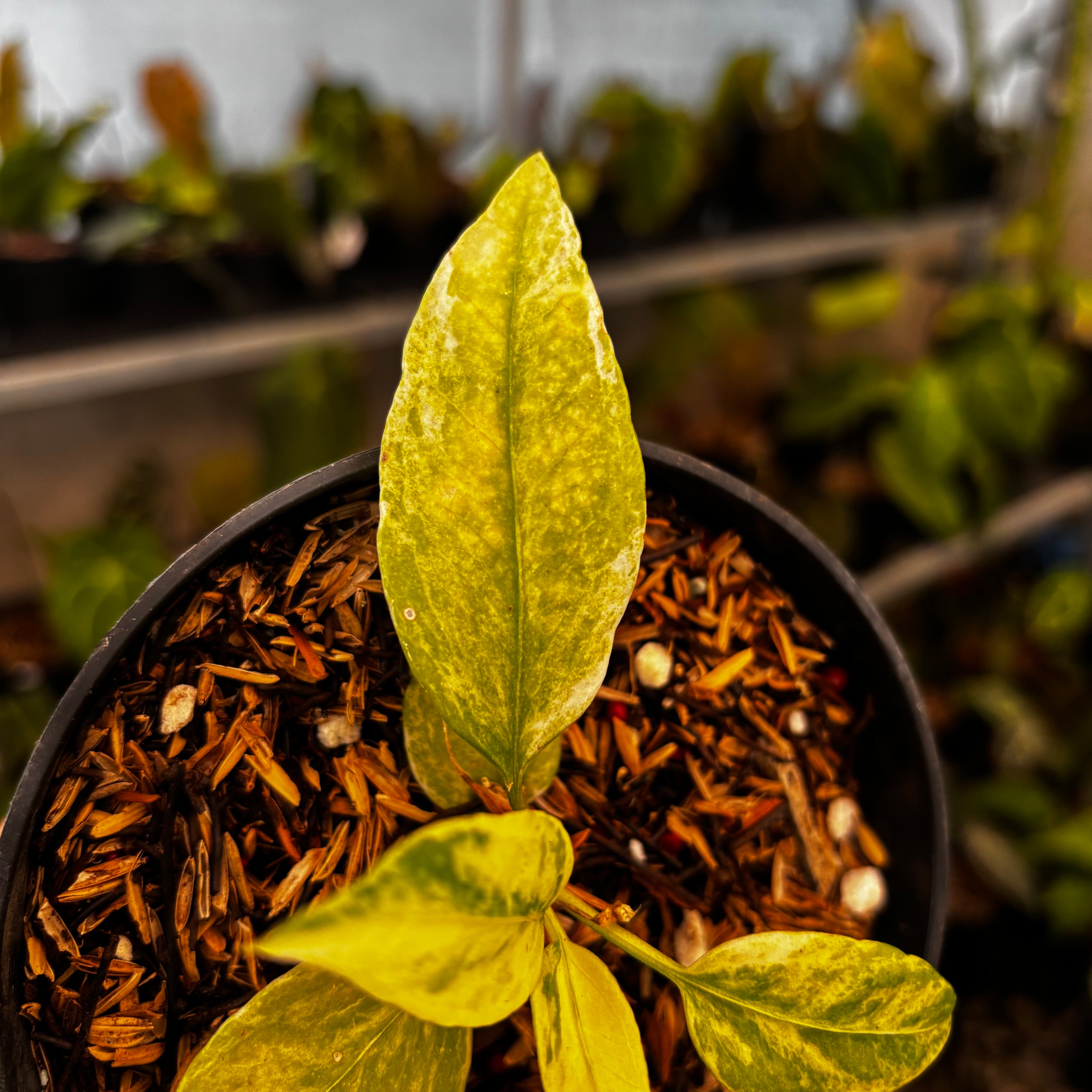 RP34-8 Anthurium Vittarifolium Variegated