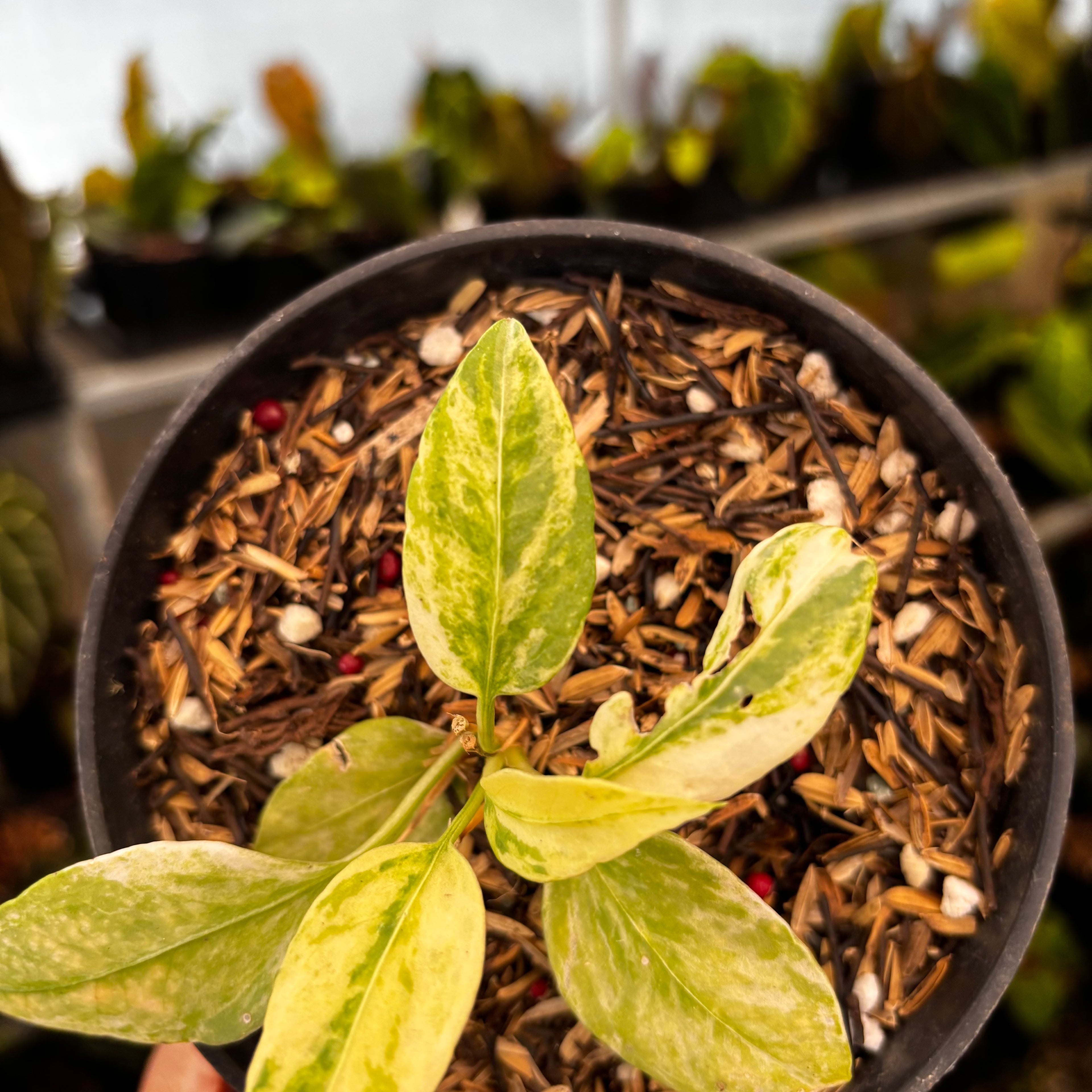 RP34-8 Anthurium Vittarifolium Variegated