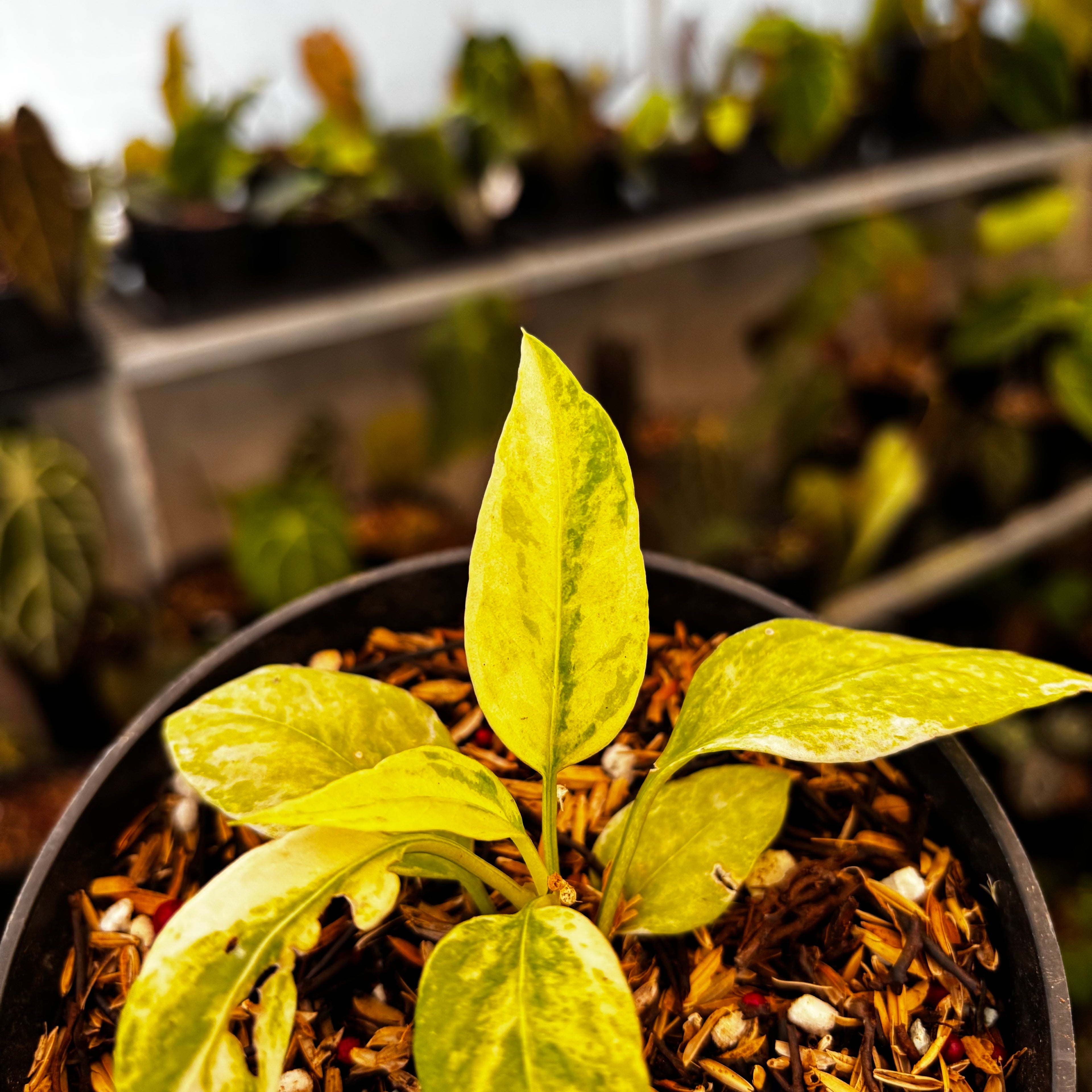 RP34-8 Anthurium Vittarifolium Variegated