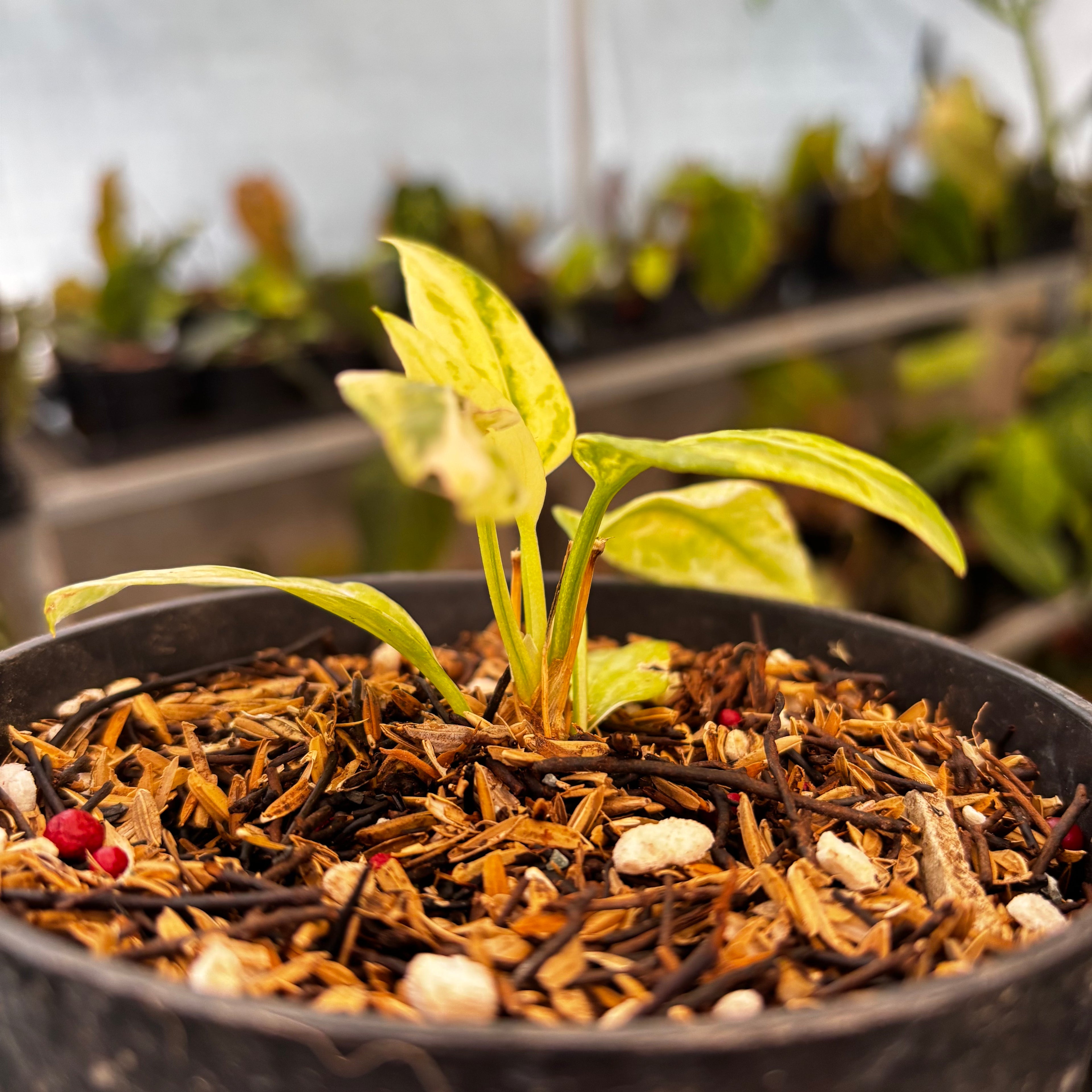 RP34-8 Anthurium Vittarifolium Variegated