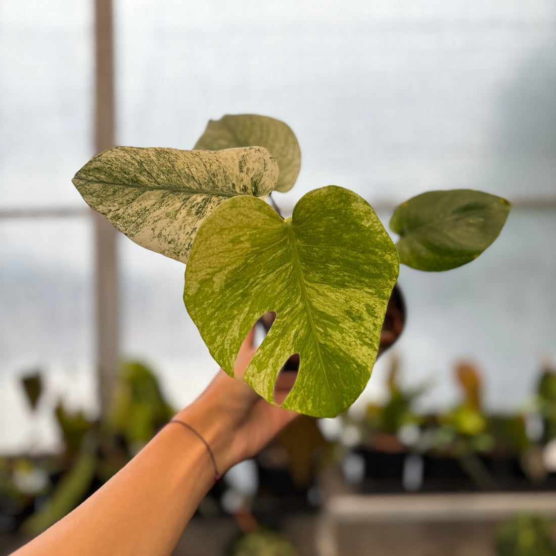 RP35-8 Monstera Silver Star