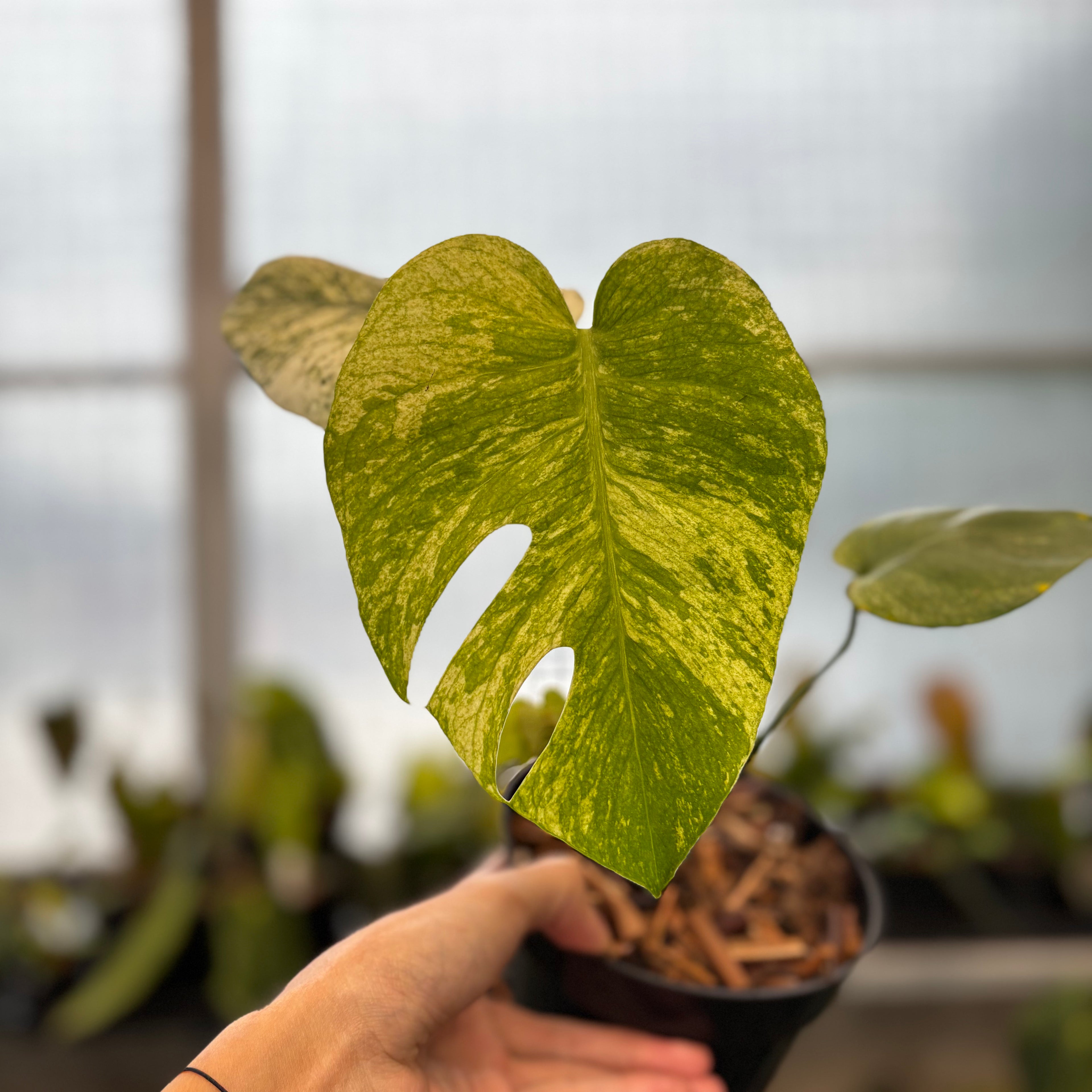 RP35-8 Monstera Silver Star