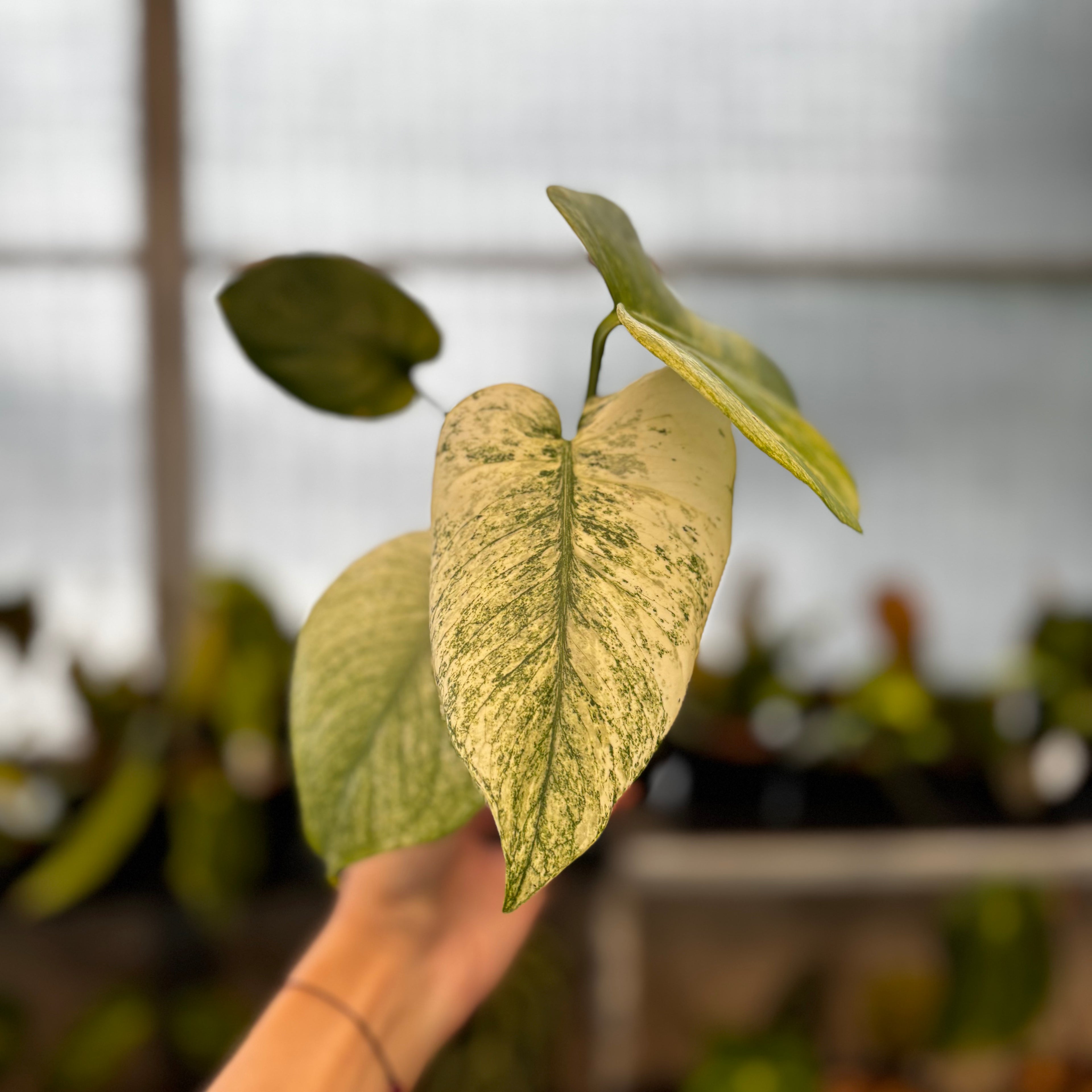 RP35-8 Monstera Silver Star