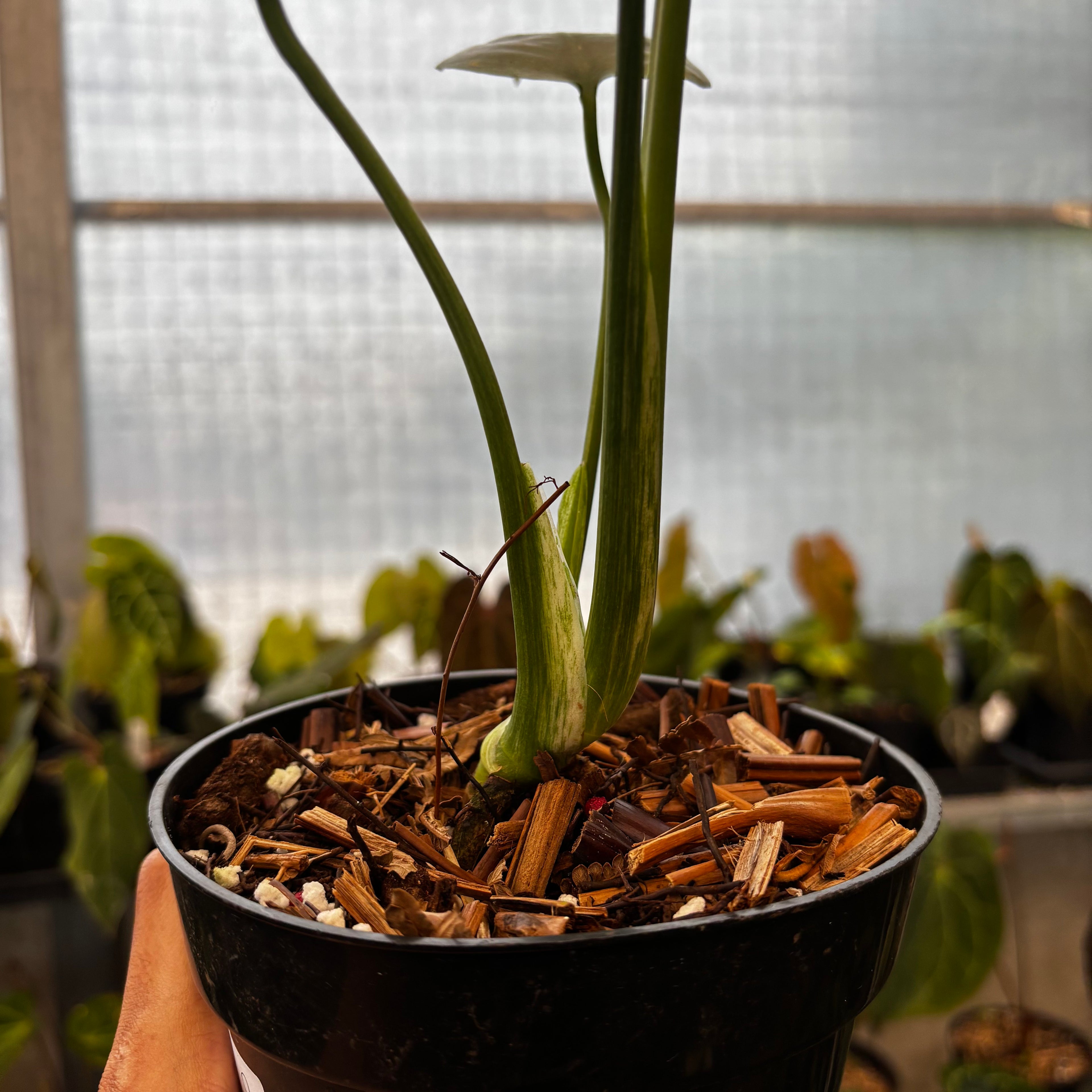 RP35-8 Monstera Silver Star