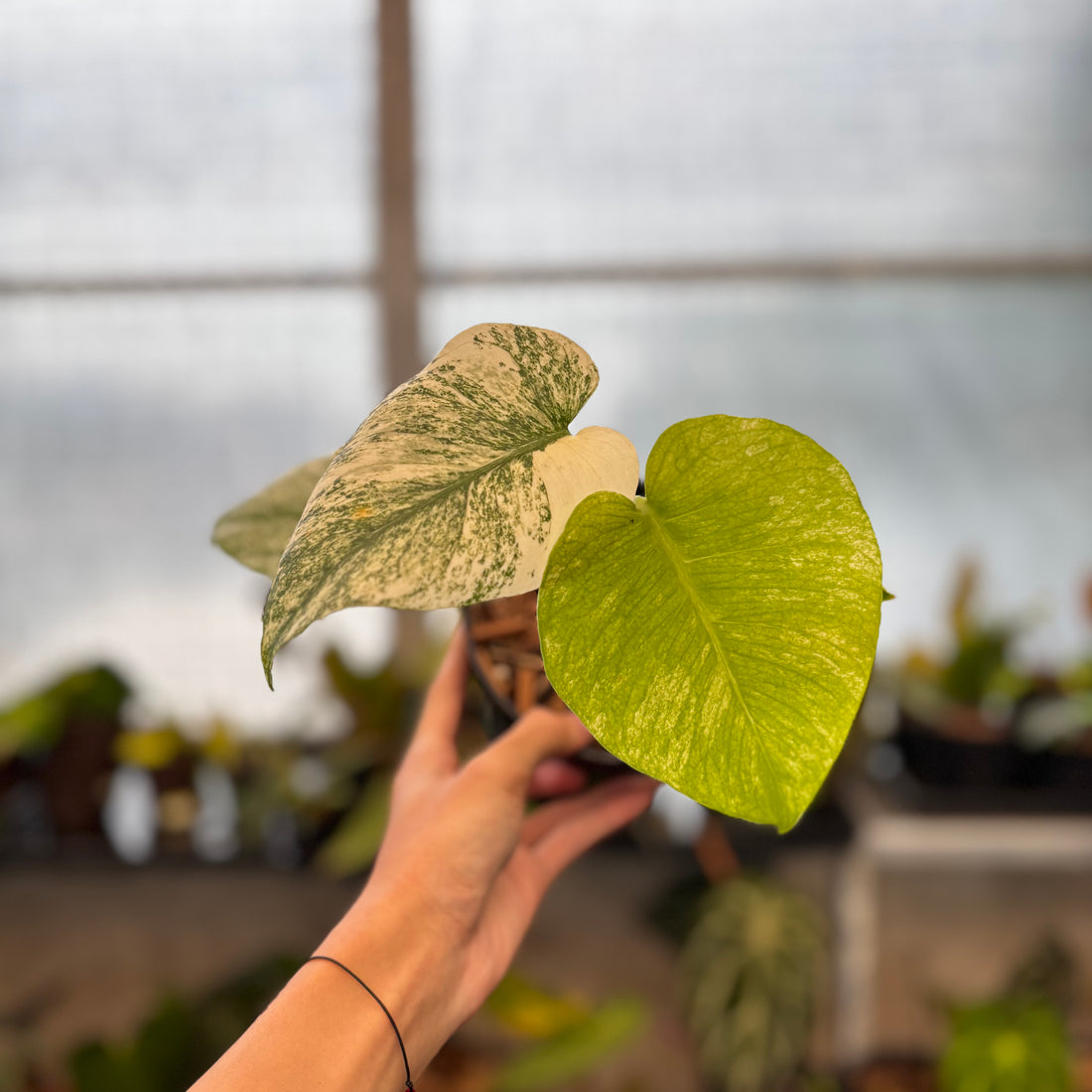 RP36-8 Monstera Silver Star