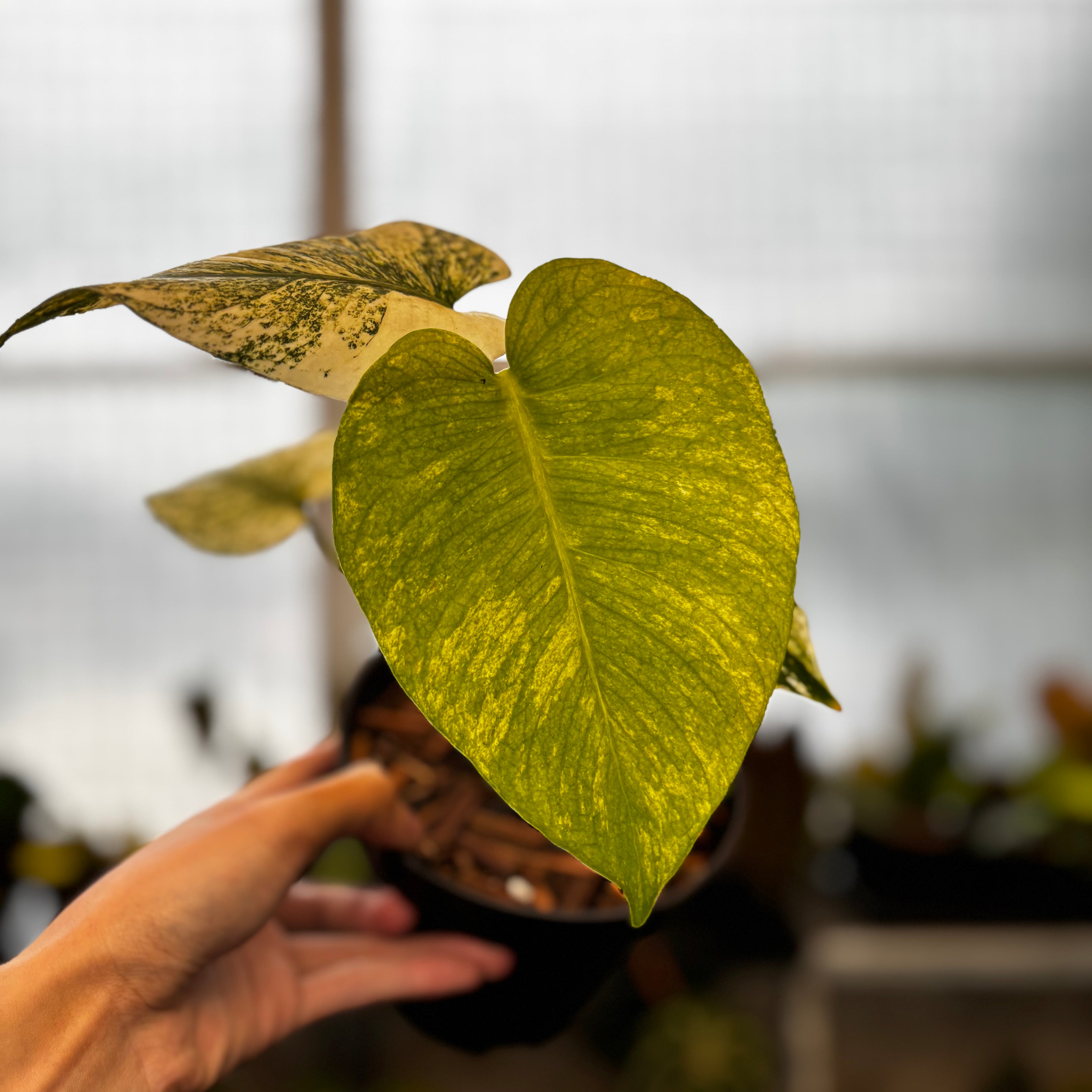 RP36-8 Monstera Silver Star