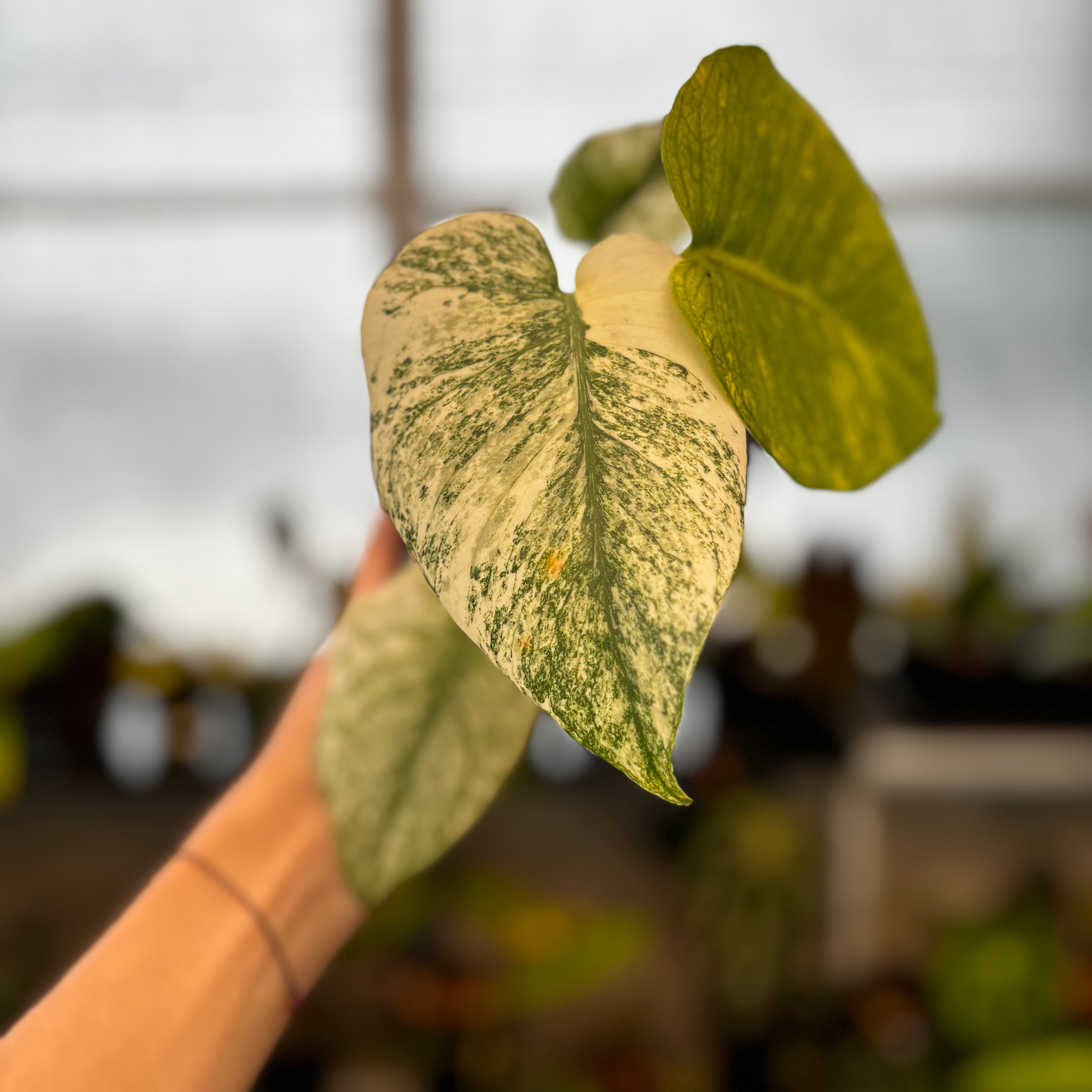 RP36-8 Monstera Silver Star