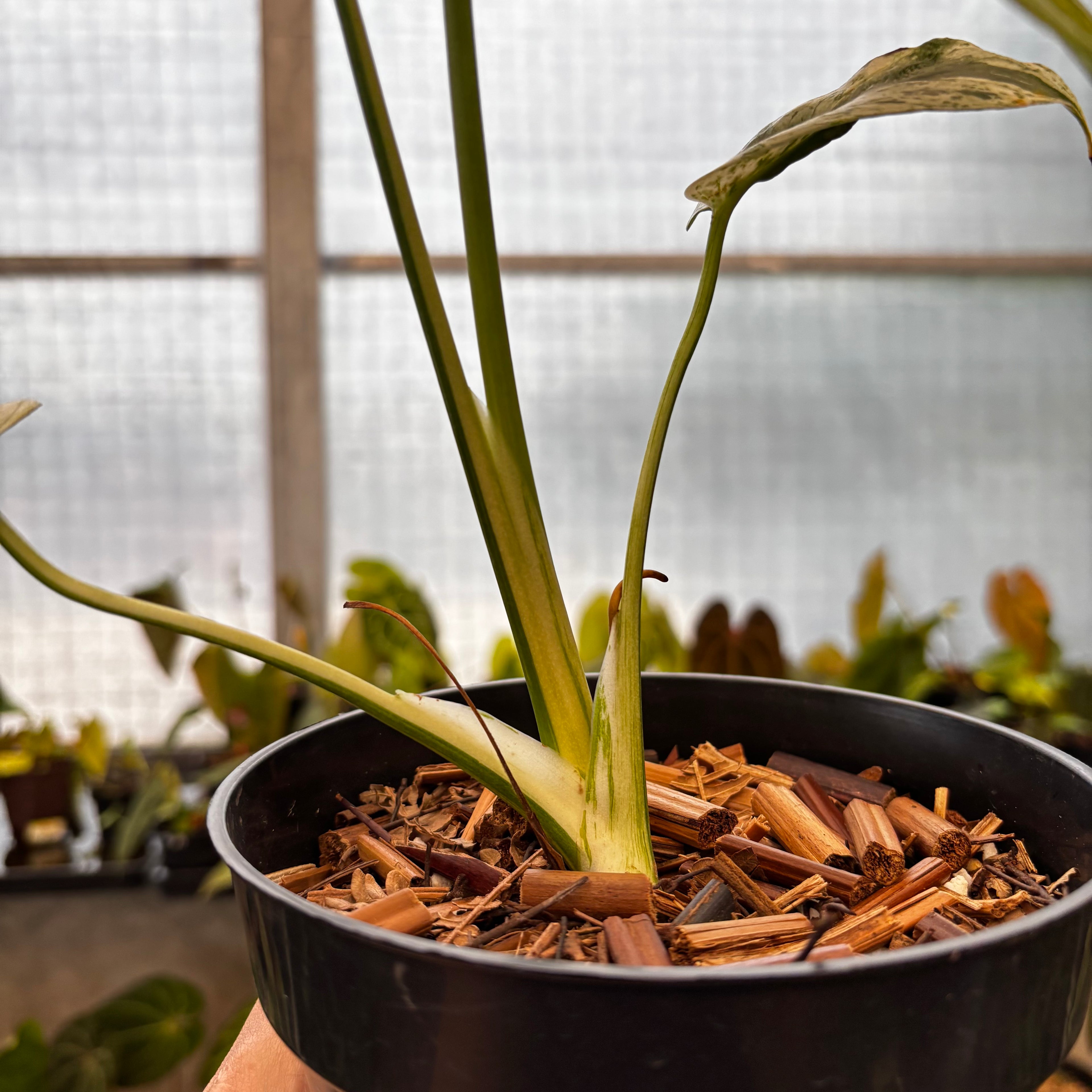 RP36-8 Monstera Silver Star