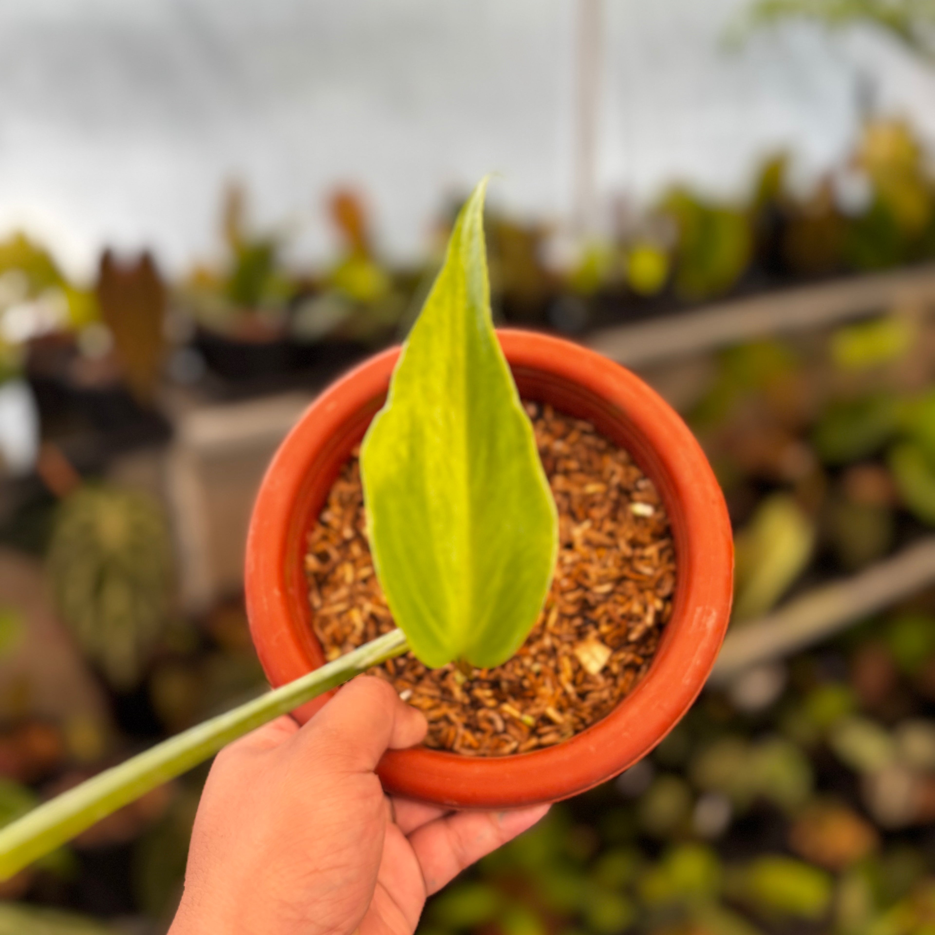 RP37-8 Monstera Burlemarx Flame
