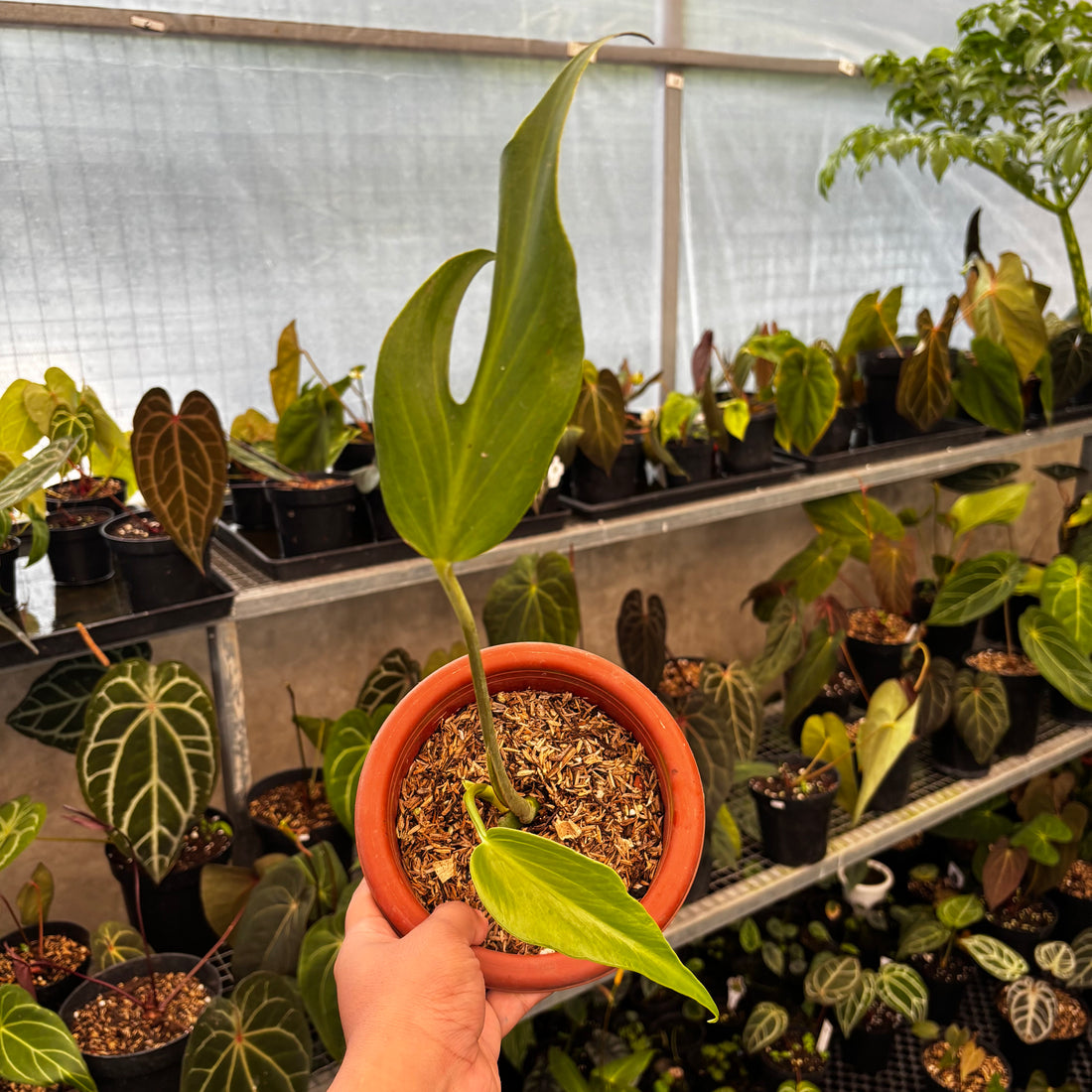 RP37-8 Monstera Burlemarx Flame