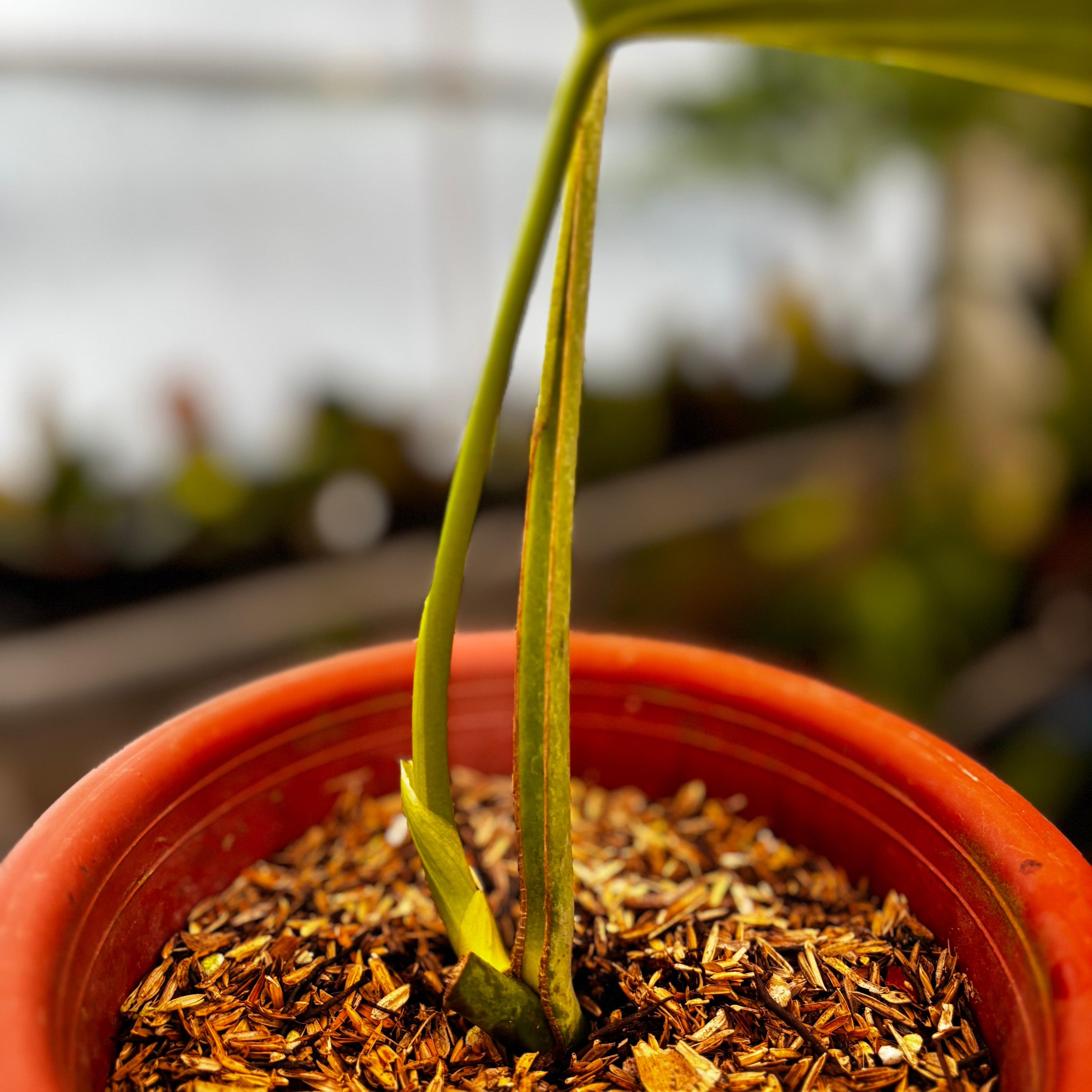 RP37-8 Monstera Burlemarx Flame