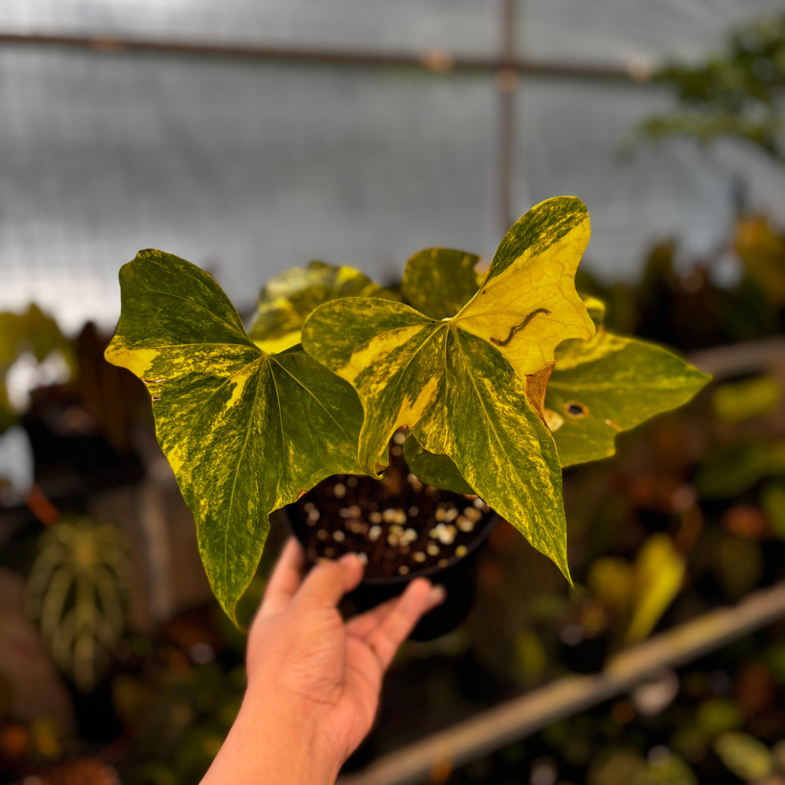 RP38-8 Anthurium Pterodactyl Variegated