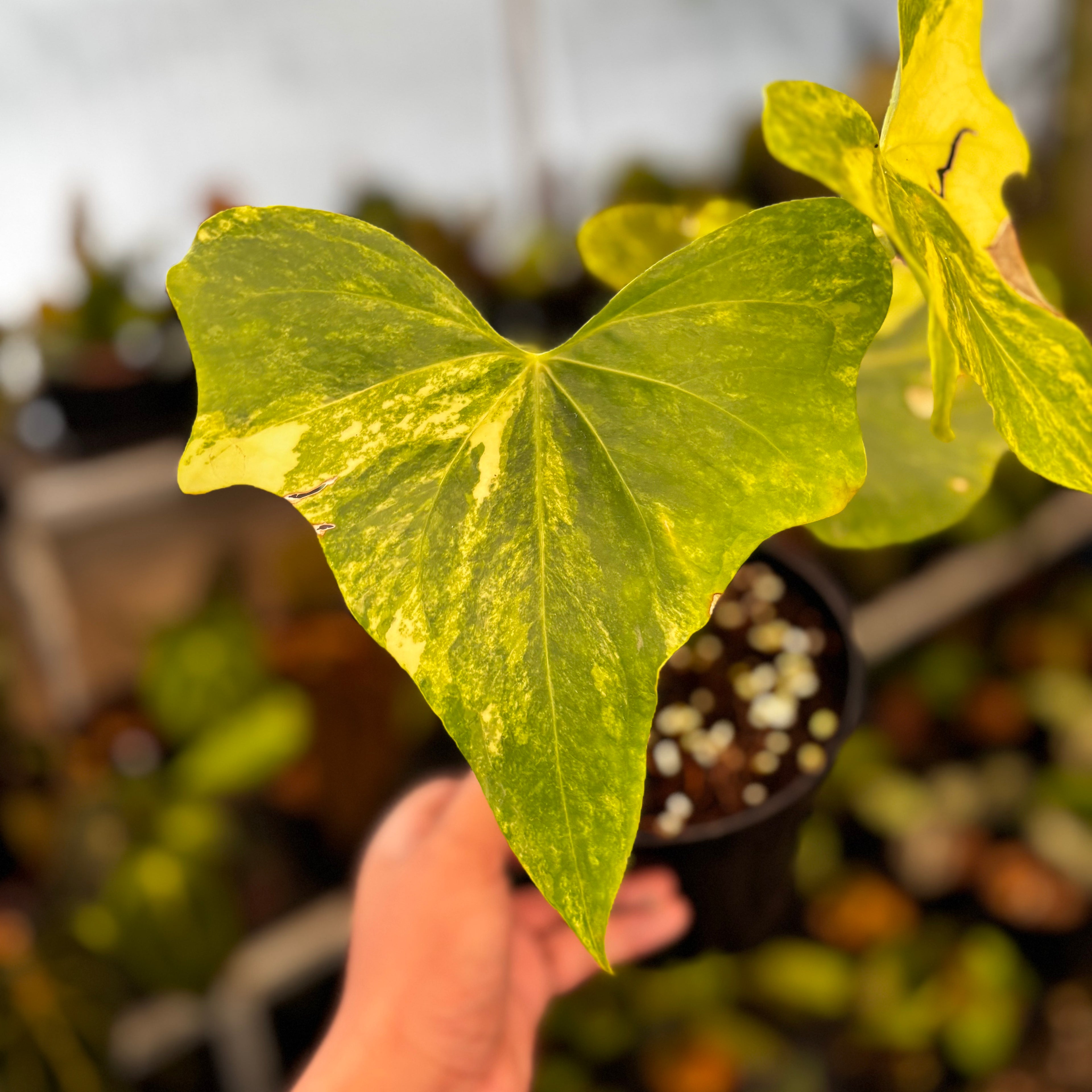RP38-8 Anthurium Pterodactyl Variegated