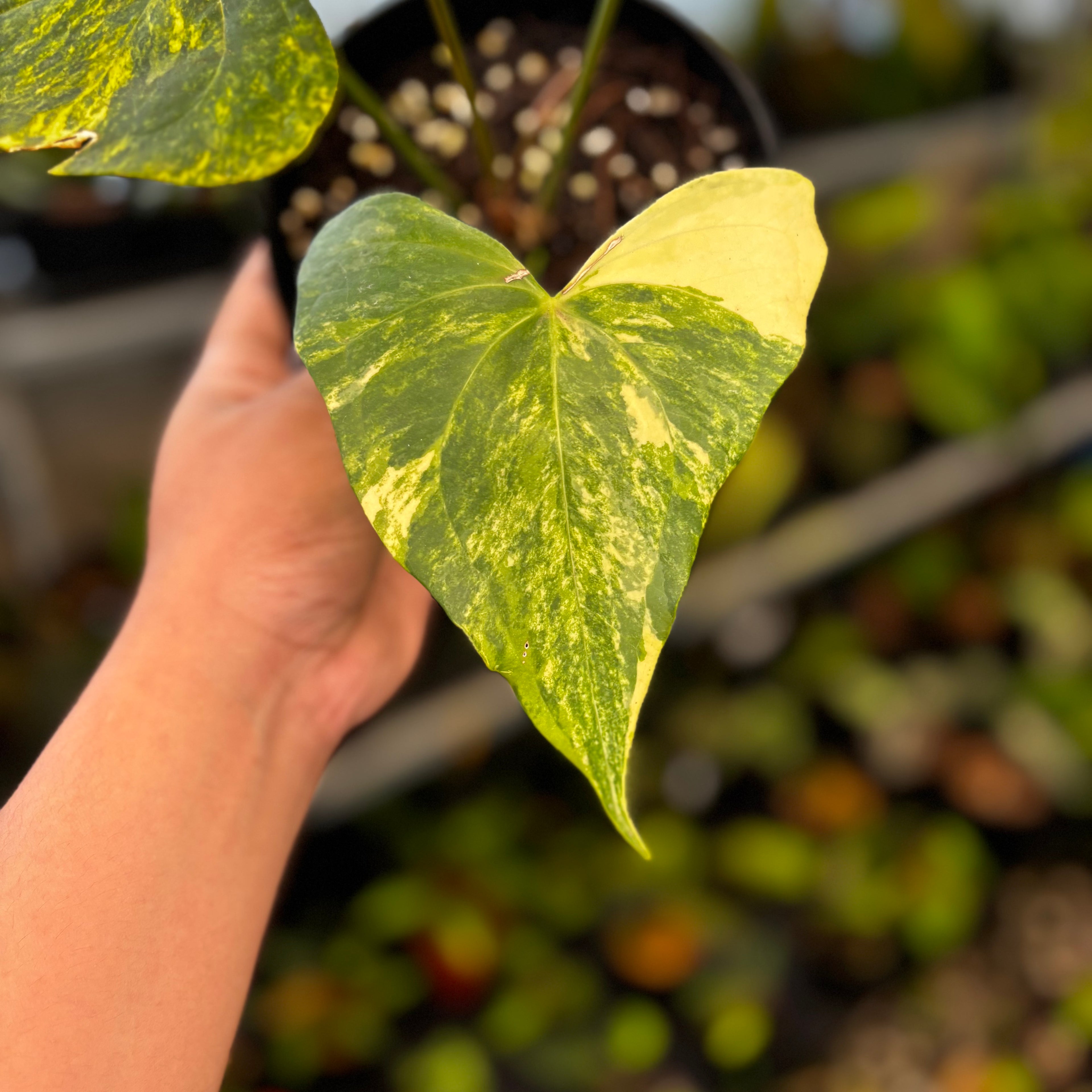 RP38-8 Anthurium Pterodactyl Variegated