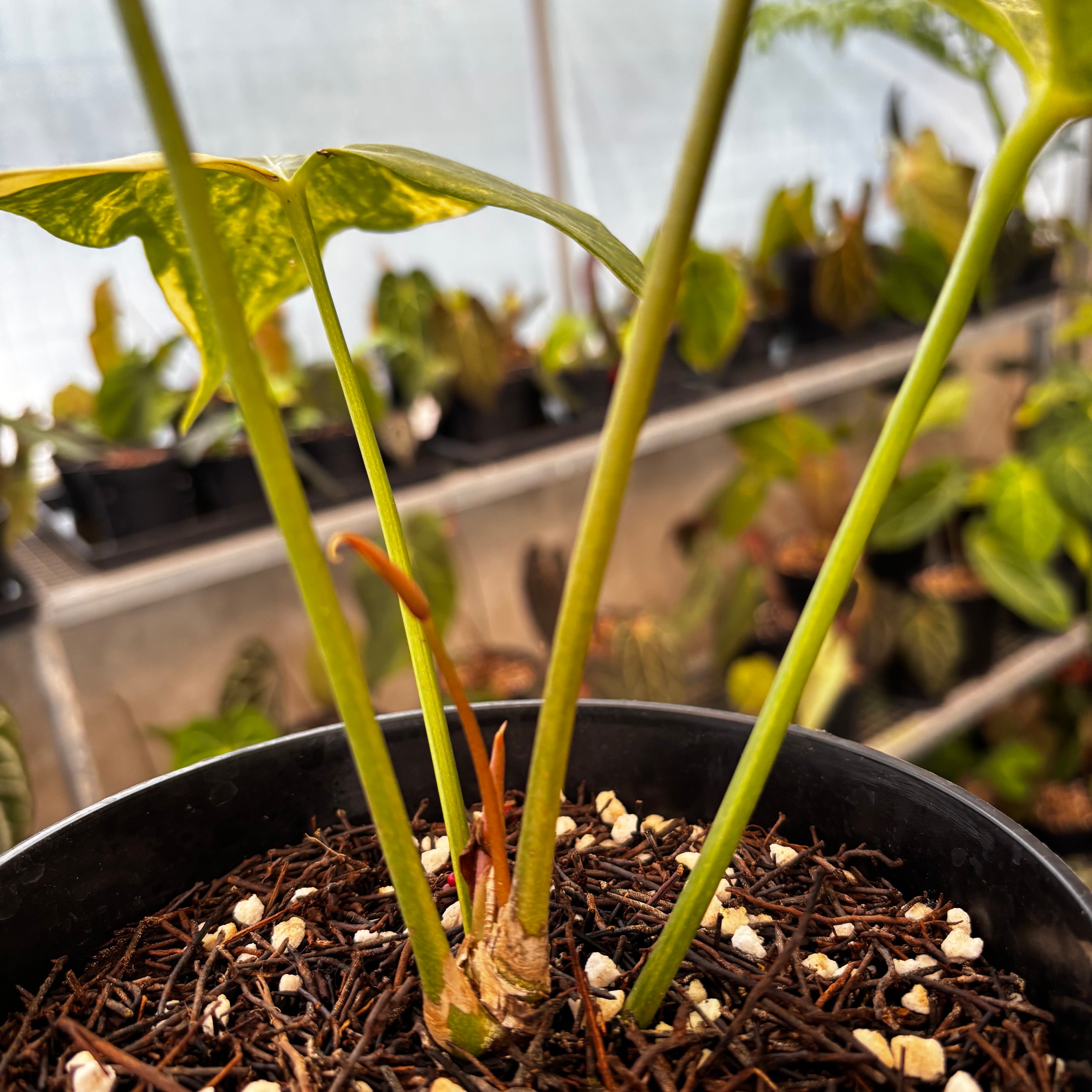 RP38-8 Anthurium Pterodactyl Variegated