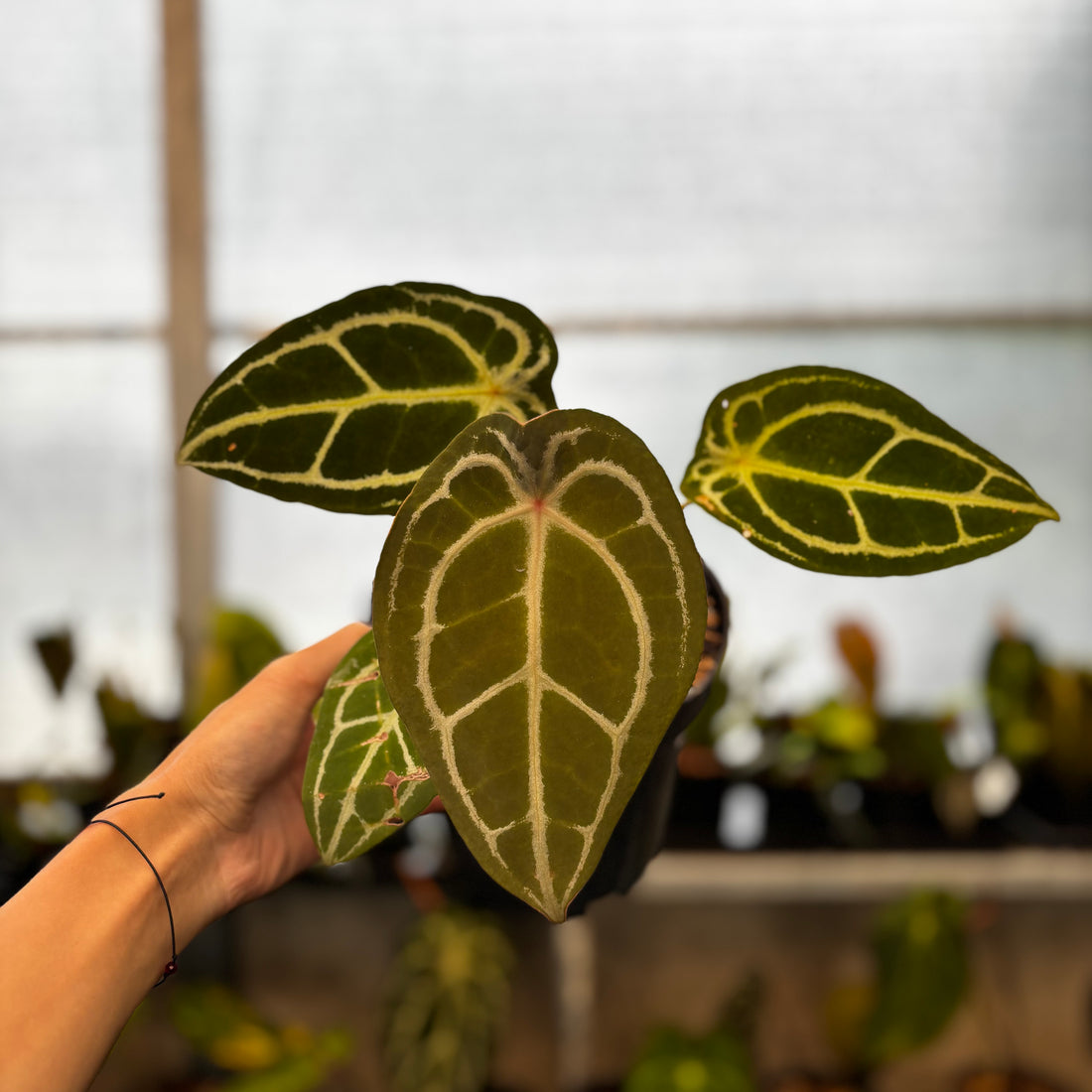 RP39-8 Anthurium Forgetti Silver