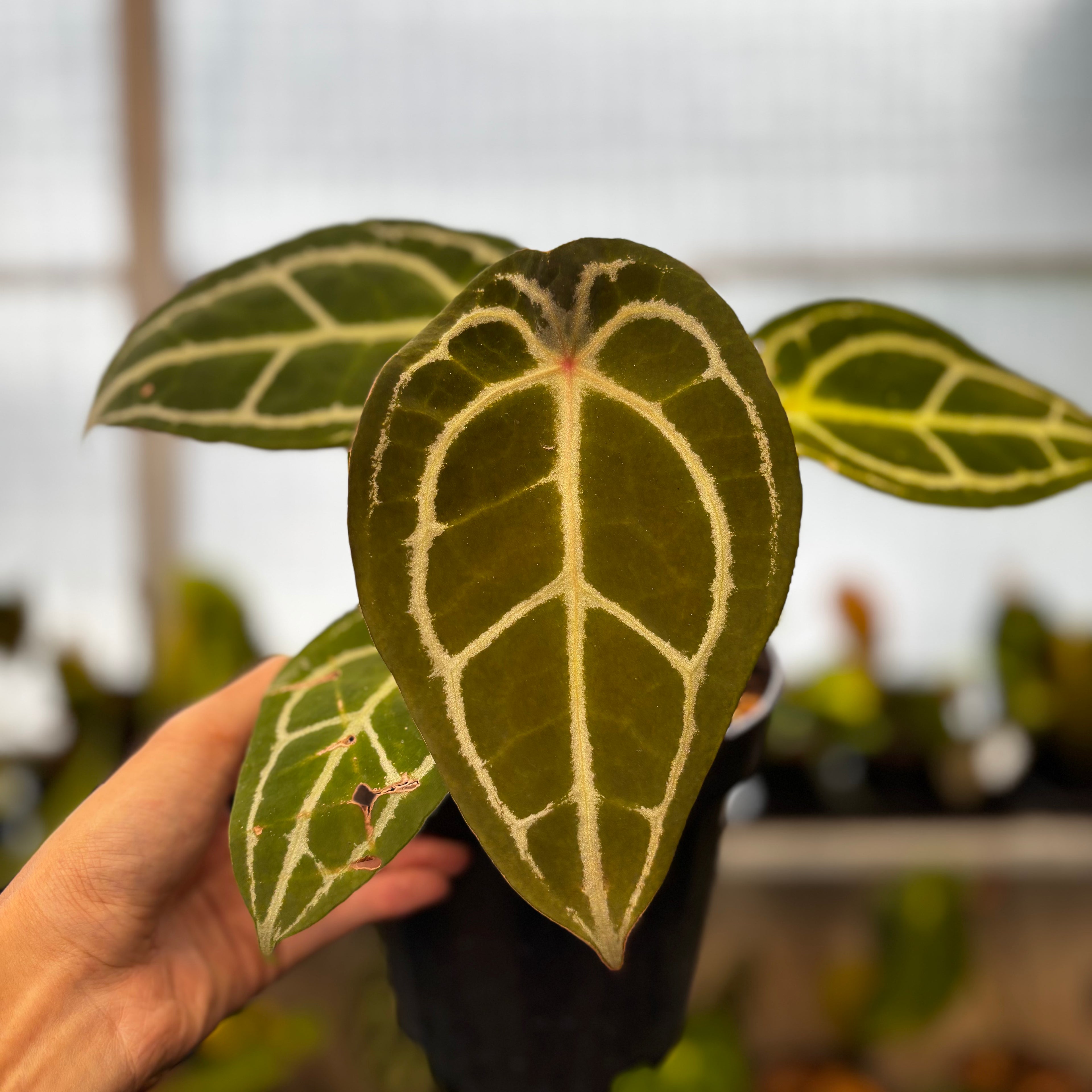 RP39-8 Anthurium Forgetti Silver