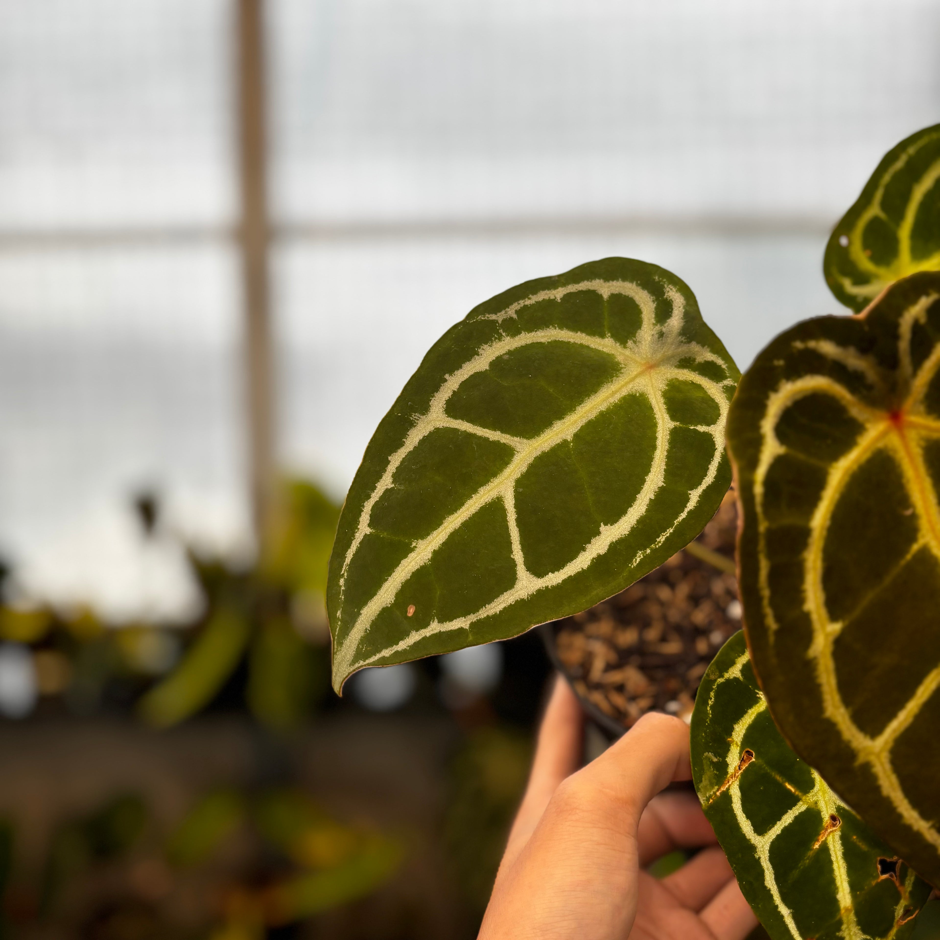 RP39-8 Anthurium Forgetti Silver