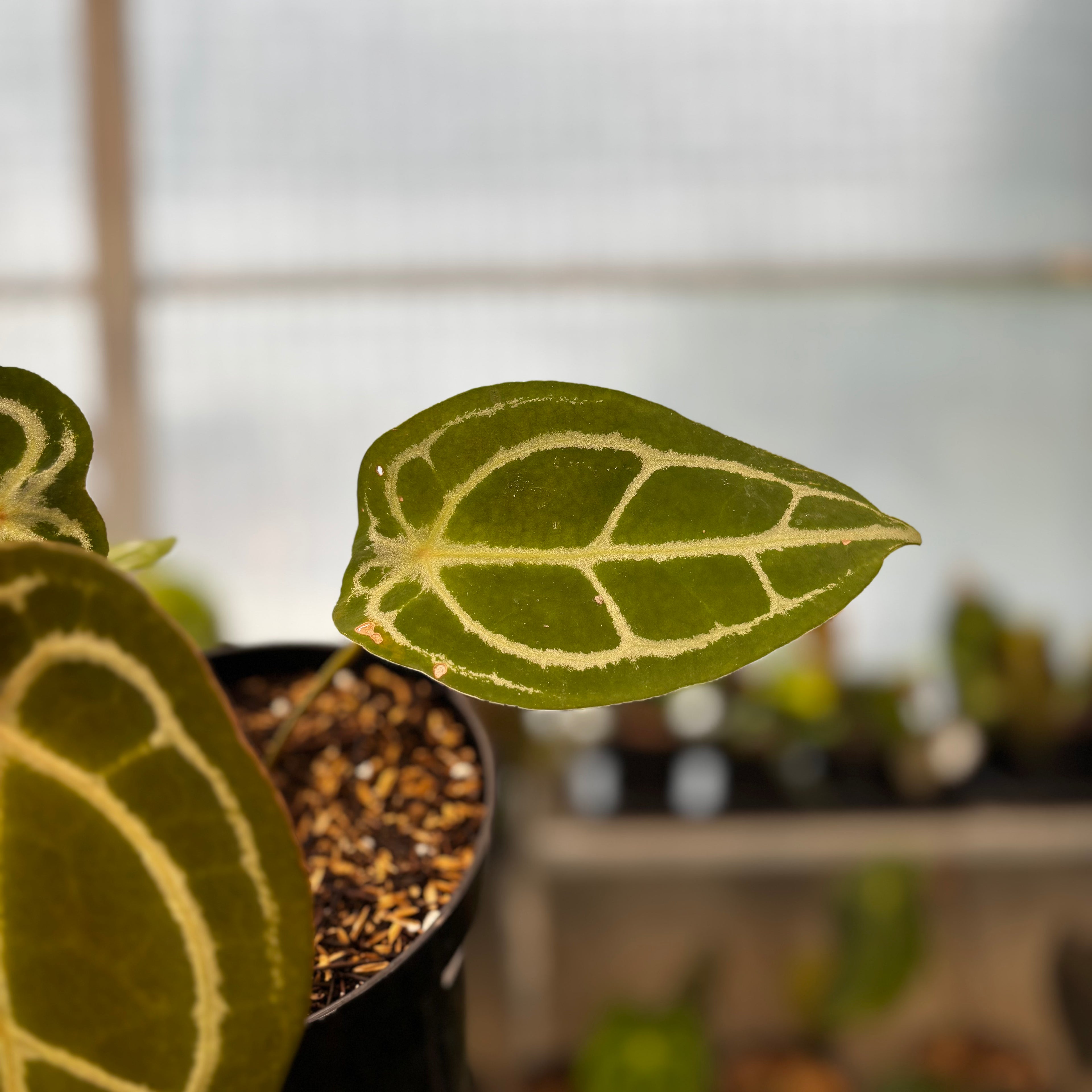 RP39-8 Anthurium Forgetti Silver