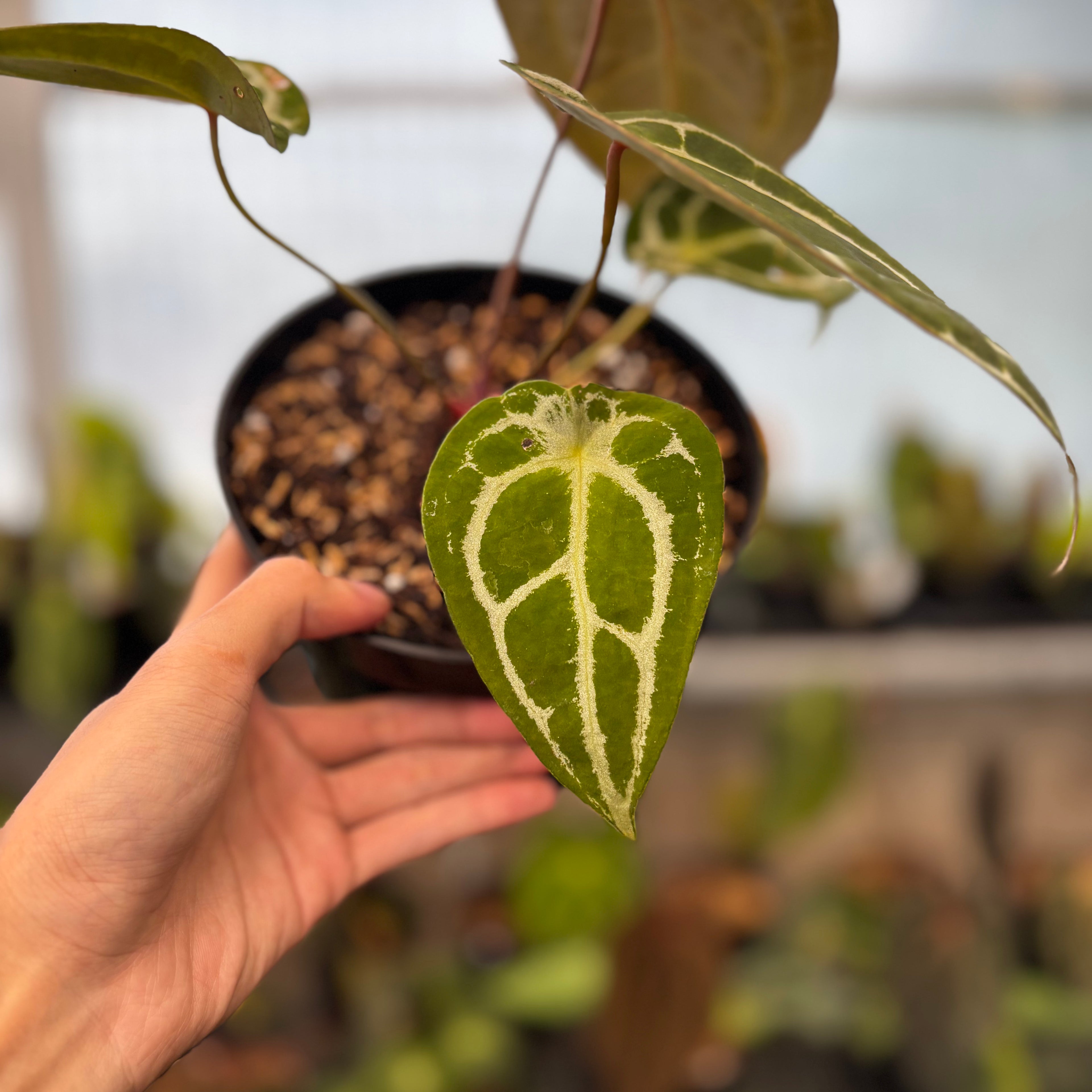 RP39-8 Anthurium Forgetti Silver