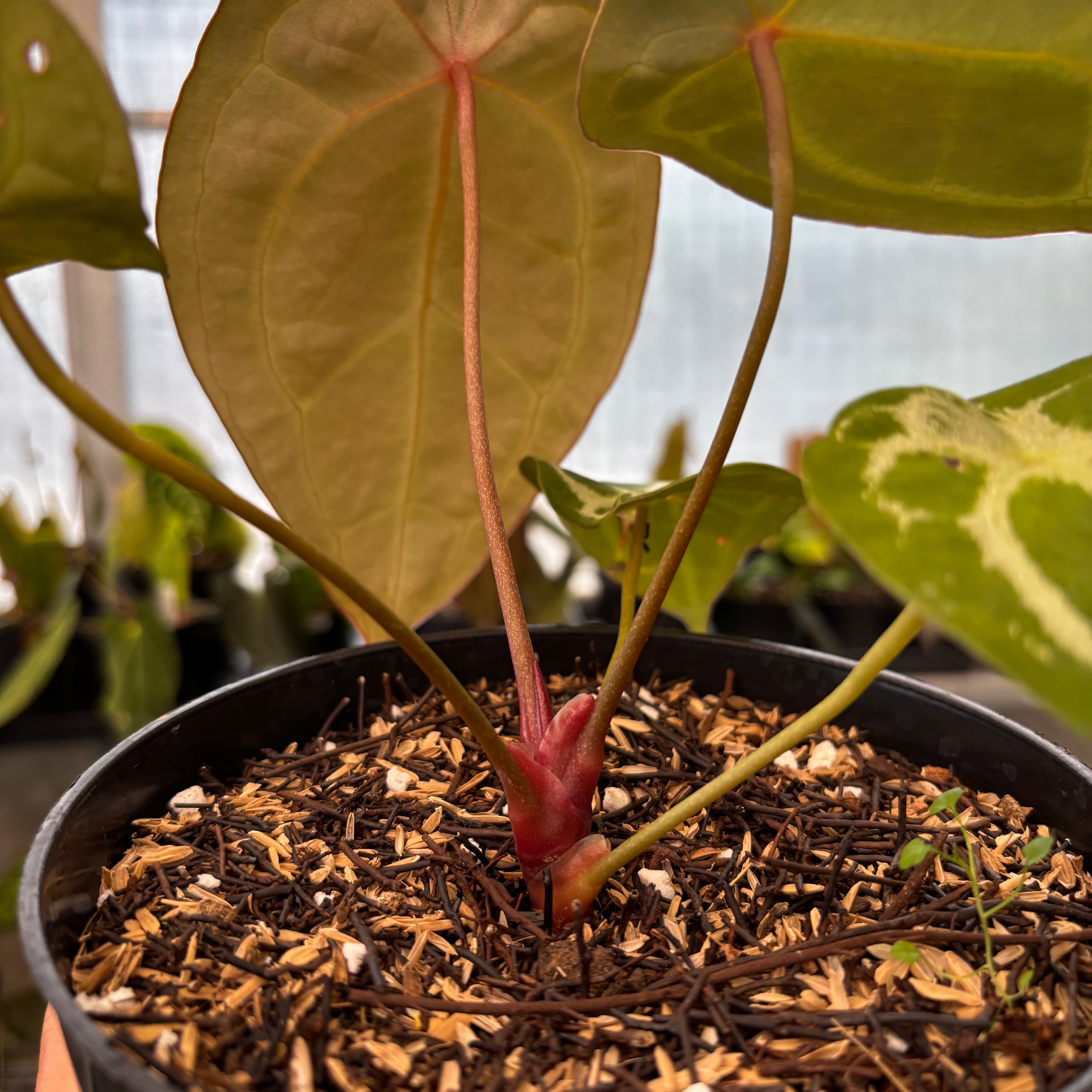 RP39-8 Anthurium Forgetti Silver