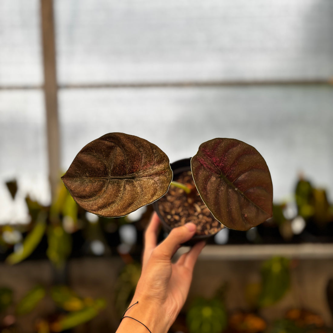 RP40-8 Alocasia Cuprea Pink Mint