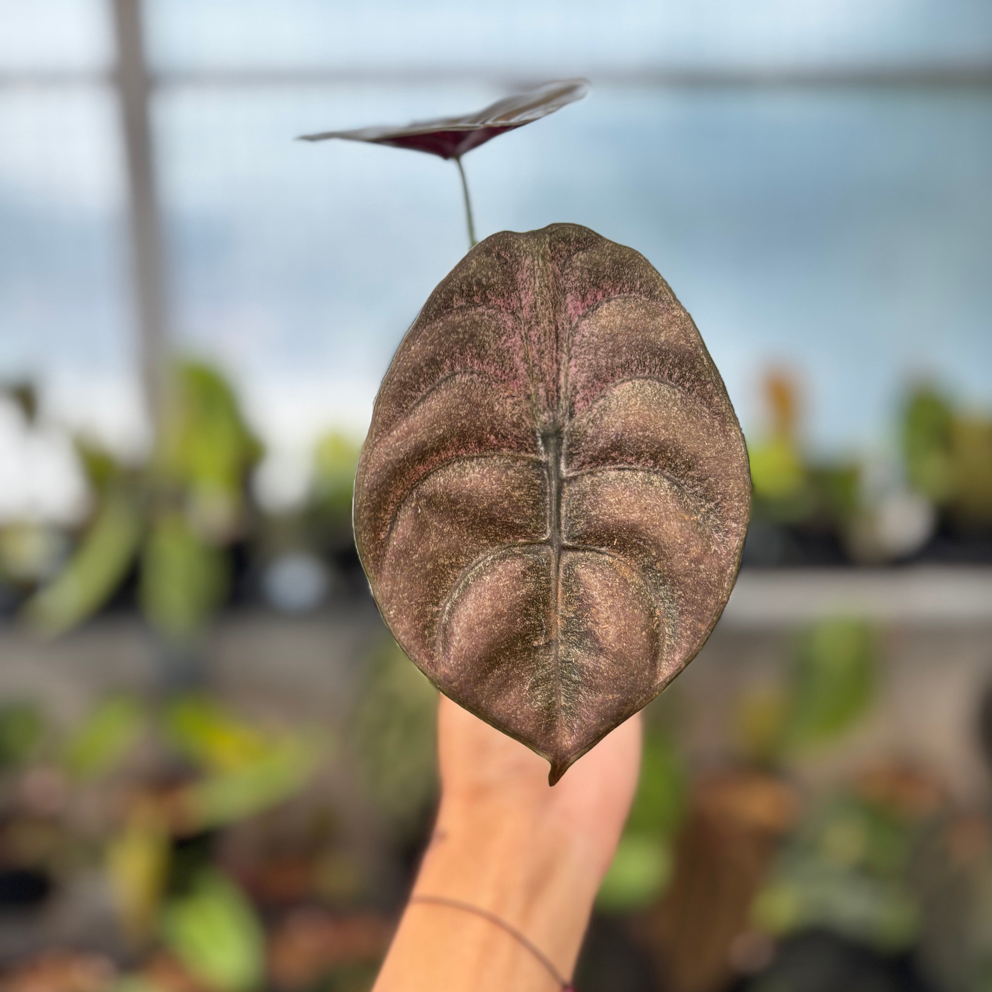 RP40-8 Alocasia Cuprea Pink Mint