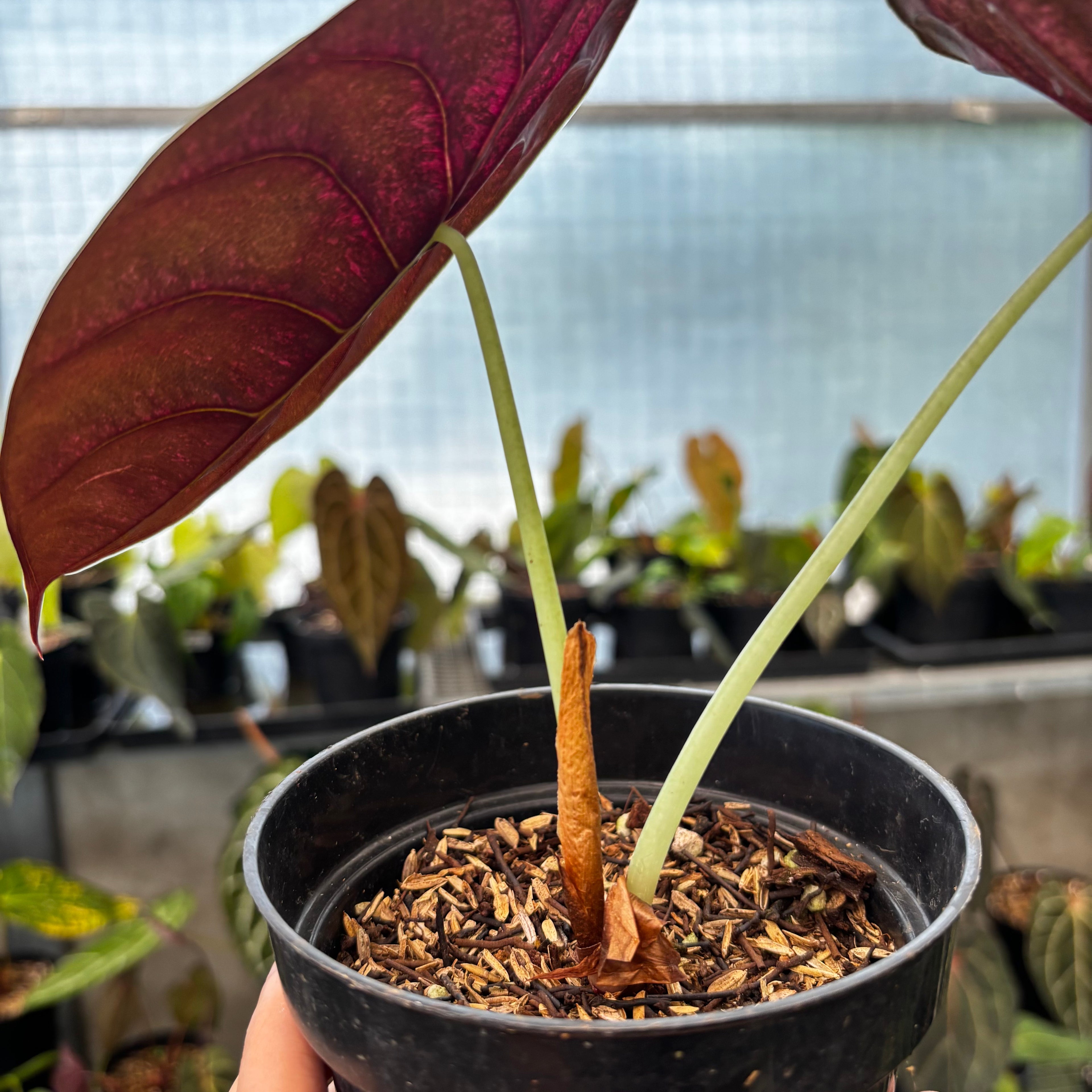 RP40-8 Alocasia Cuprea Pink Mint