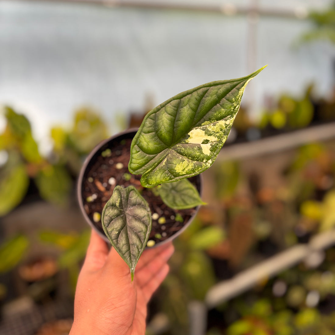 RP41-8 Alocasia Dragon Scale Variegated